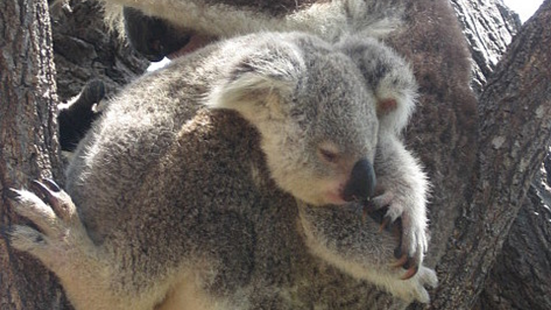 koalas.jpg