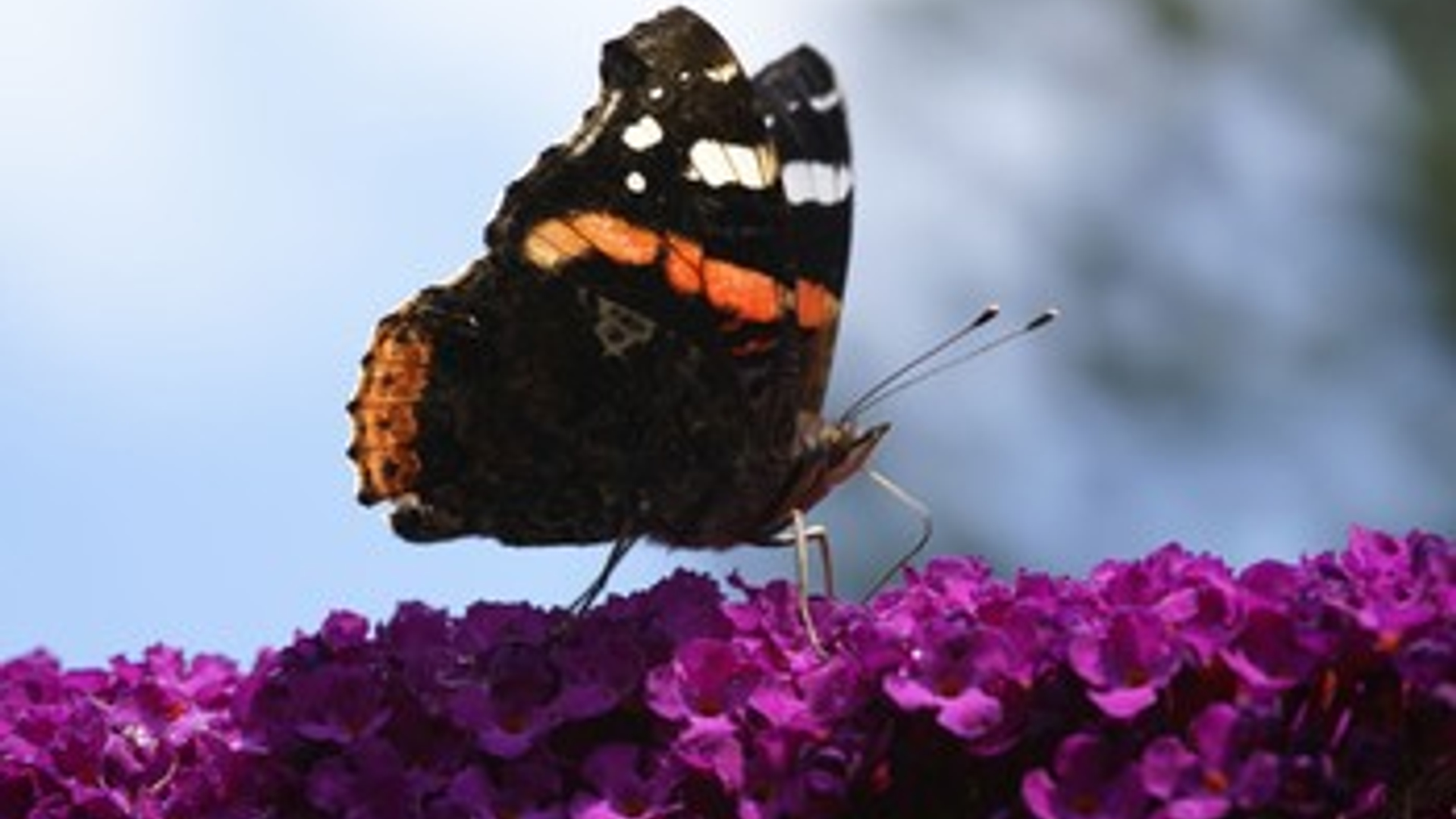 d815001b-e29f-44ba-87d8-e79612d9f337.jpg&h=250&w=350&v=1486729635