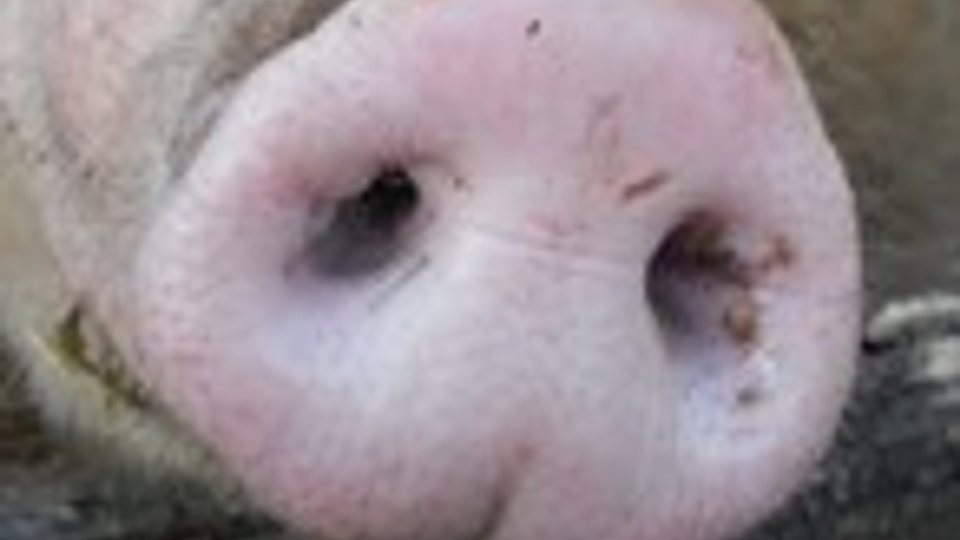 varkensnuit_05.jpg