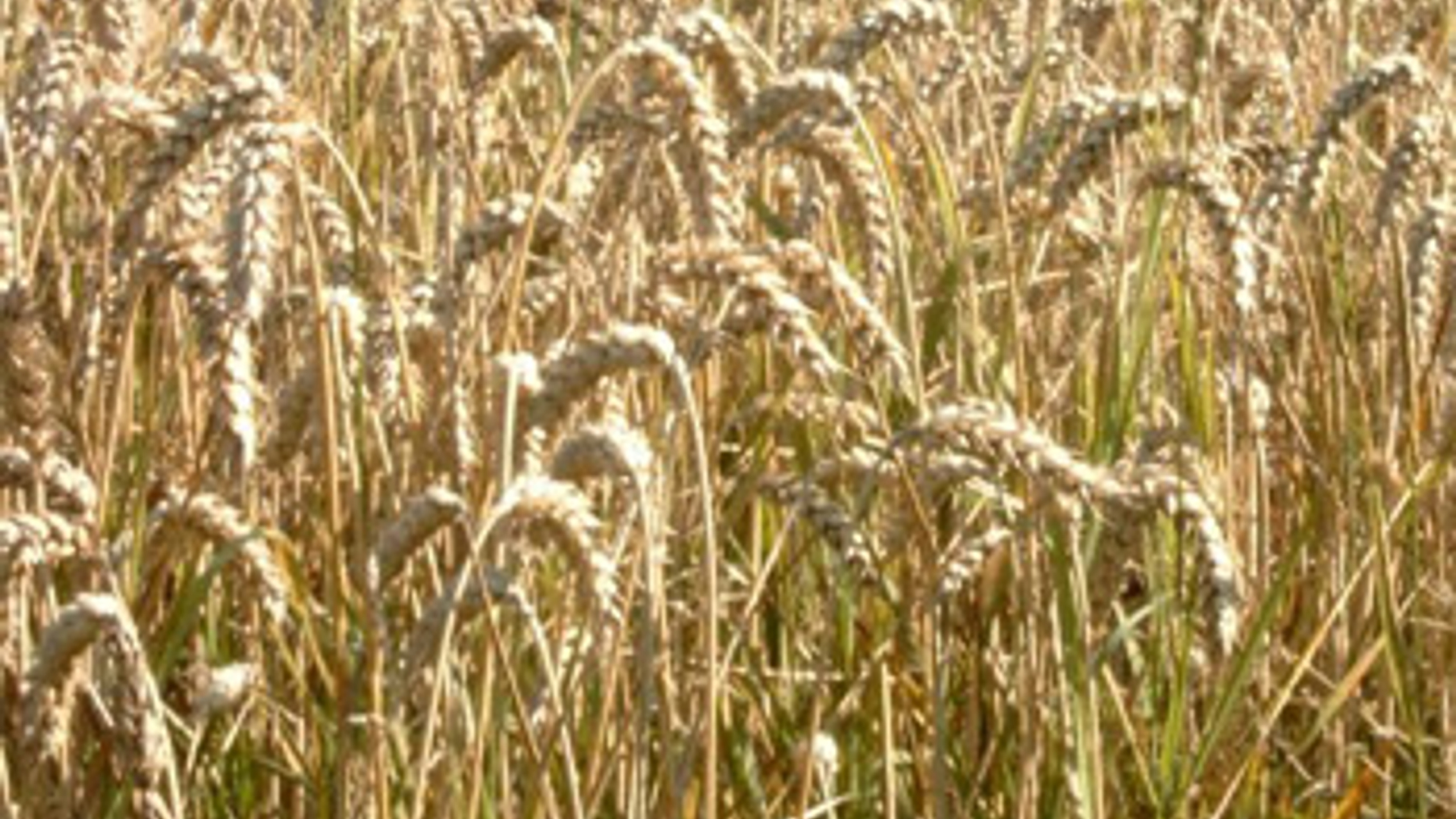 vv_newsimg_340846.jpg