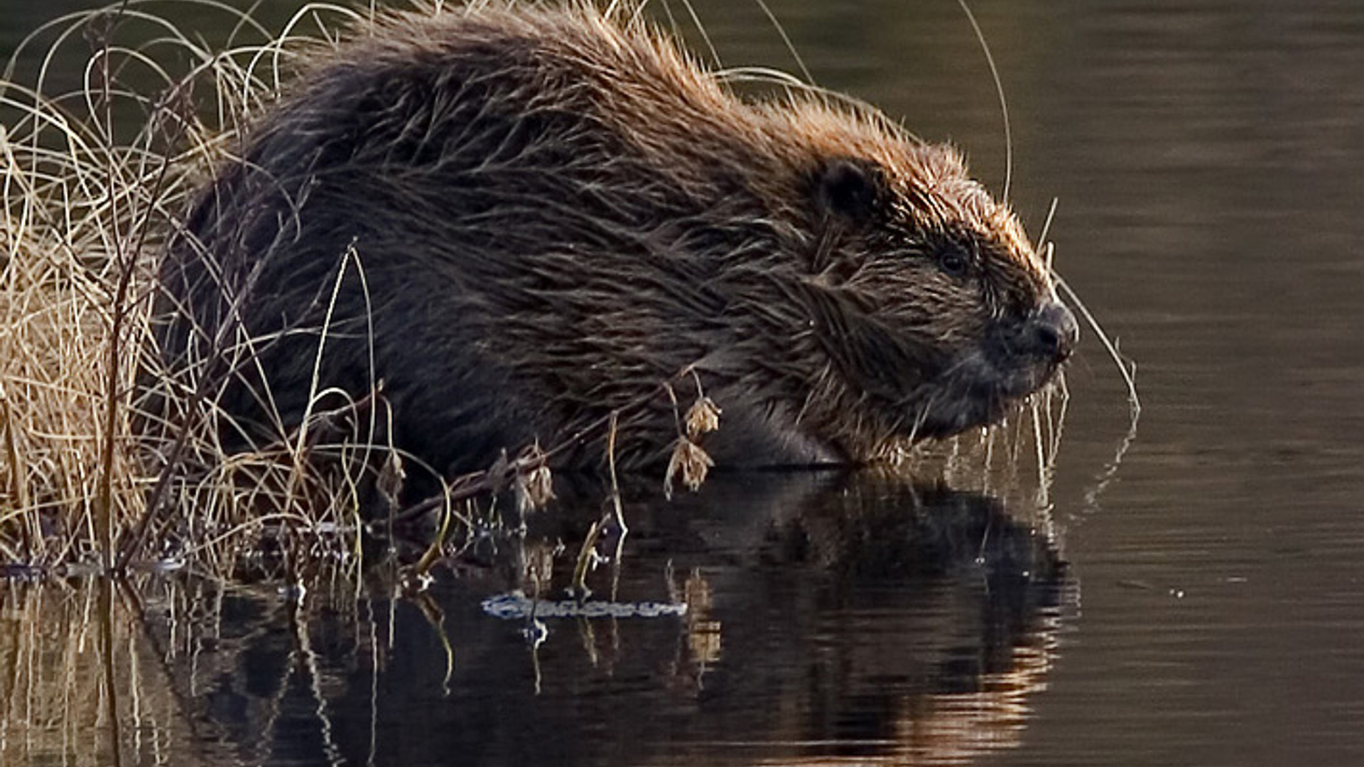 Bever_05.jpg