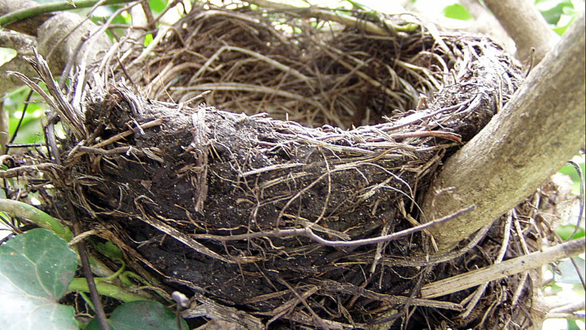 Nest.jpg