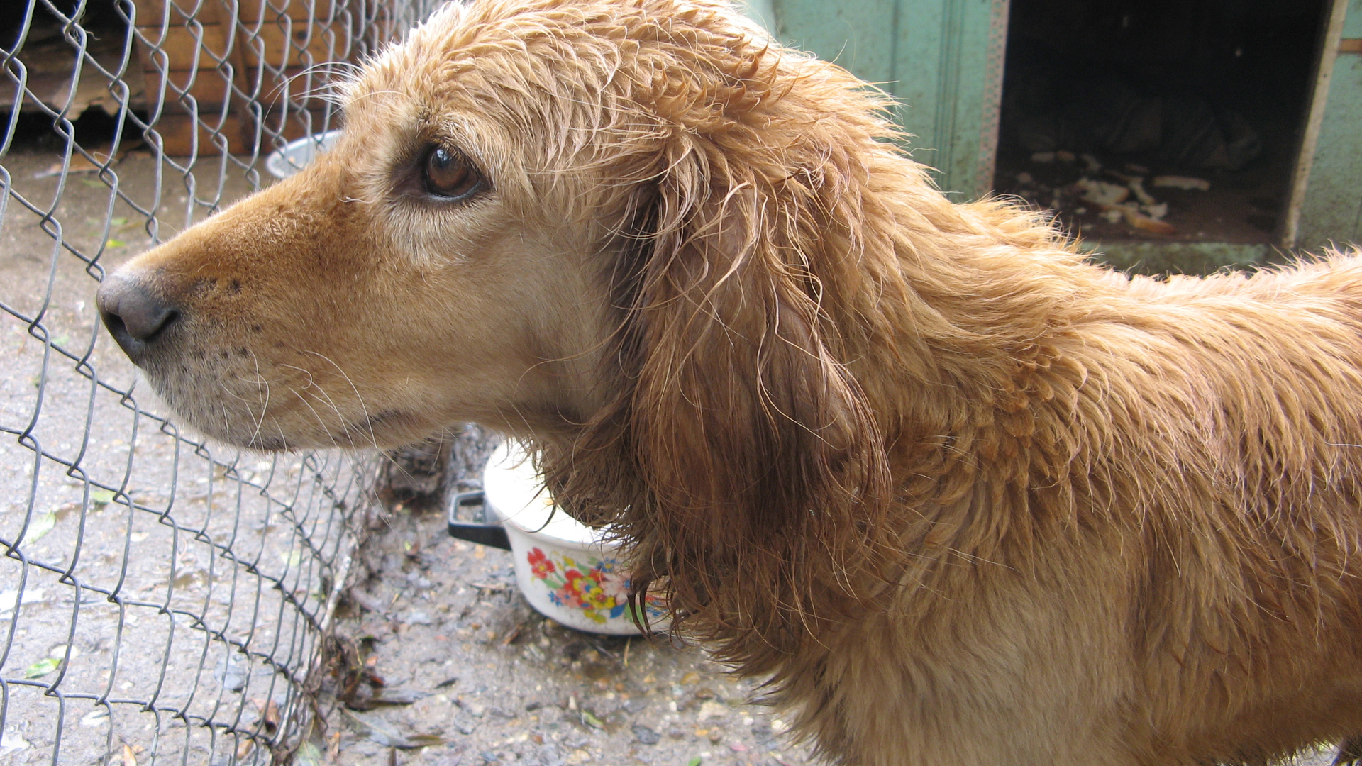 zwerfhond_01.jpg