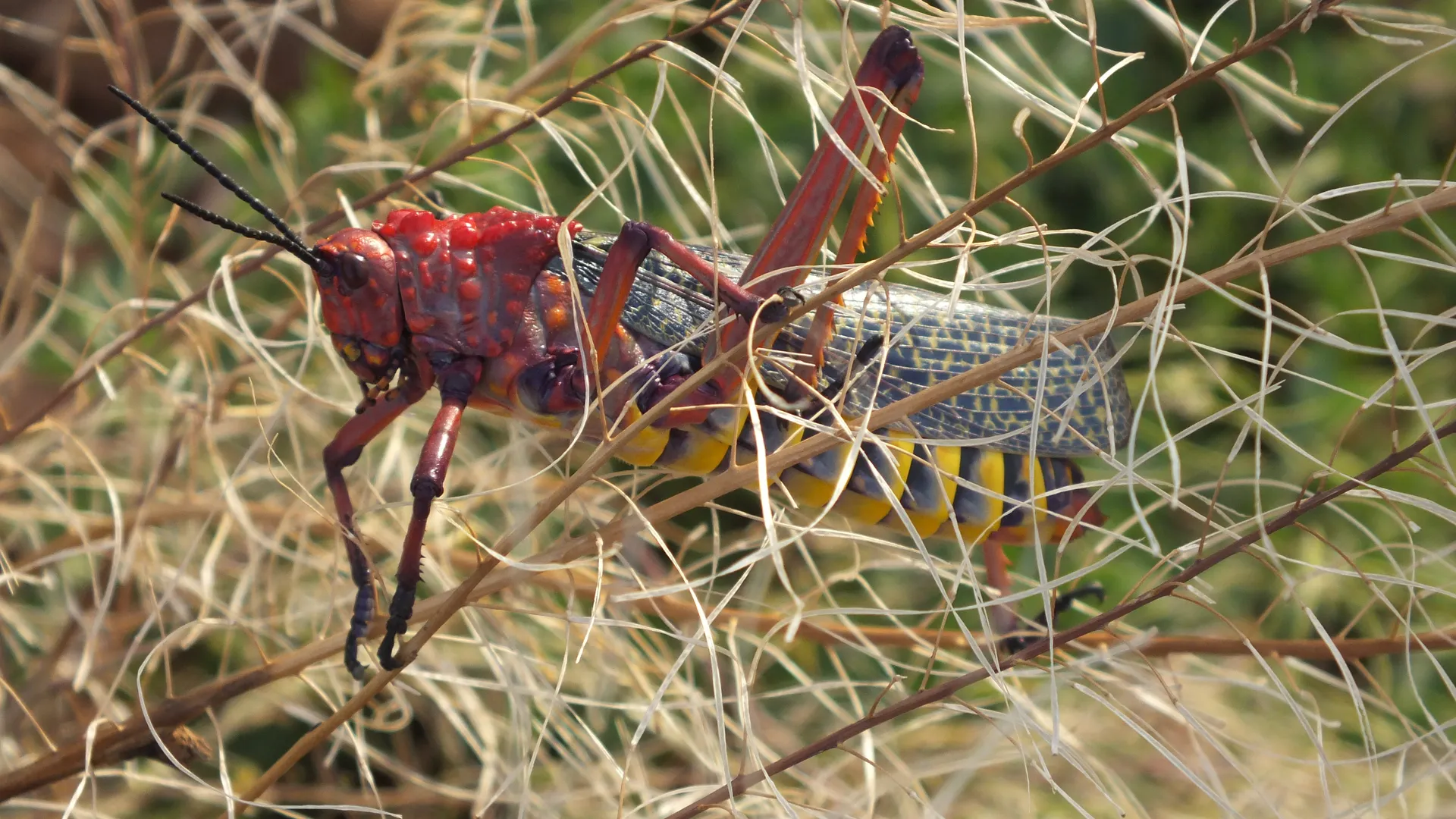 wildlife2.jpg