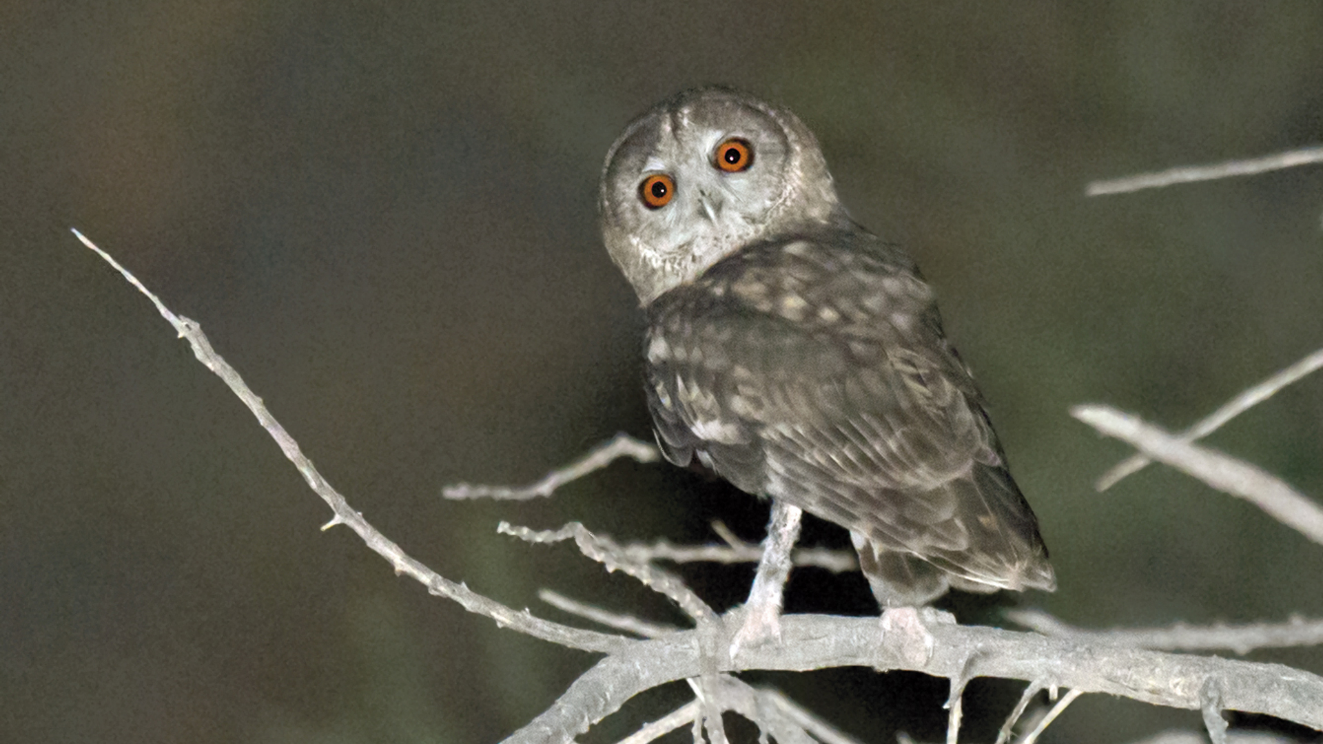 OmaniOwl_1_highres.jpg