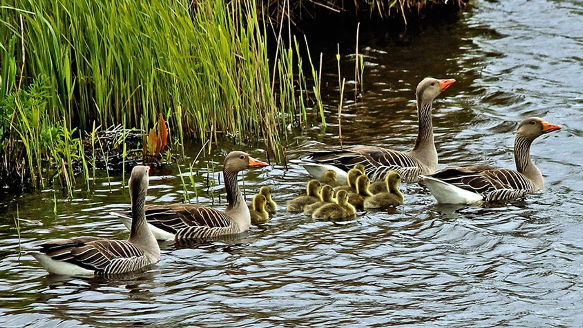 Gans kleintjes