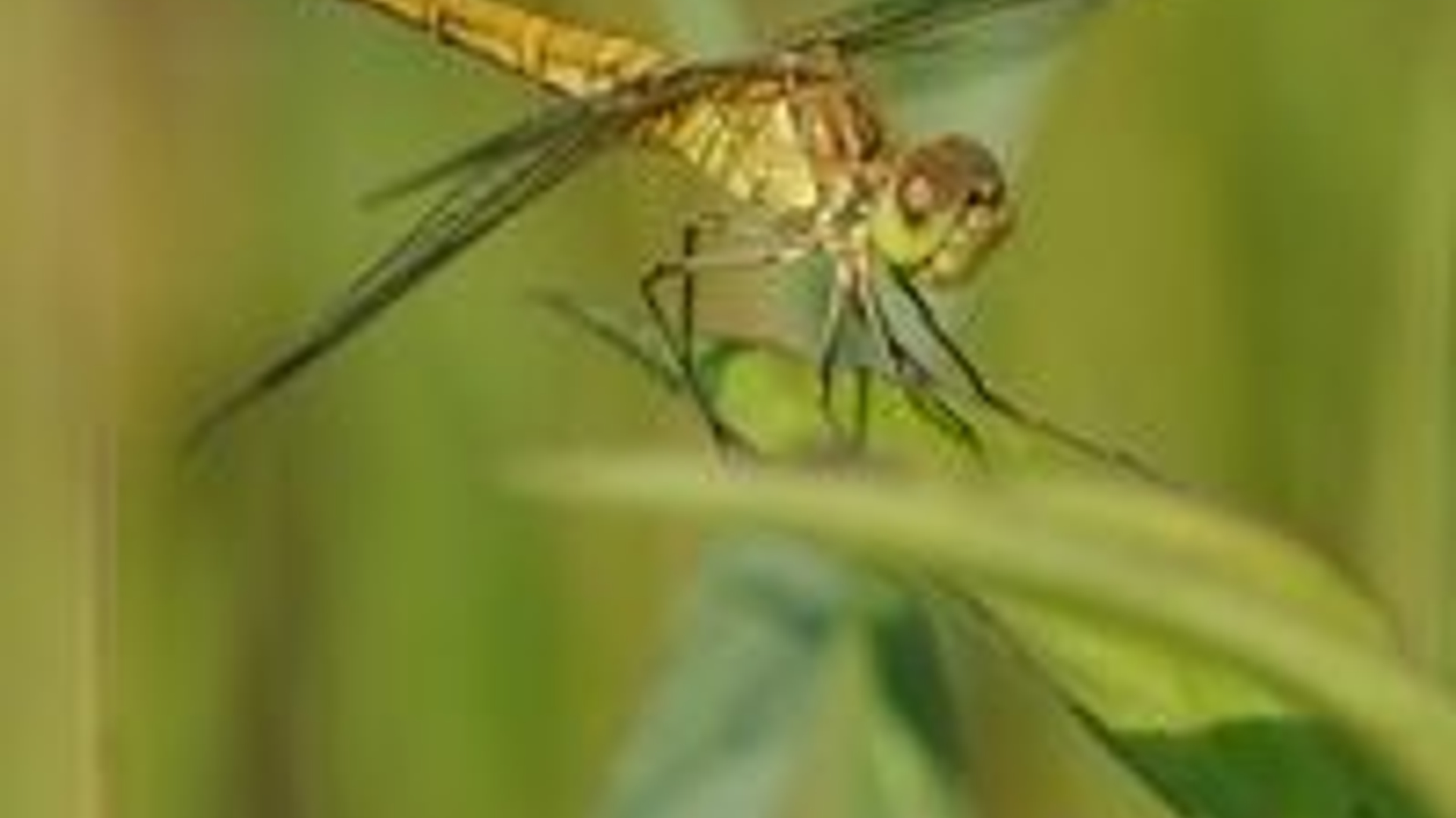 thumbnail_zuidelijke_heide_4_richard_slagboom.jpg