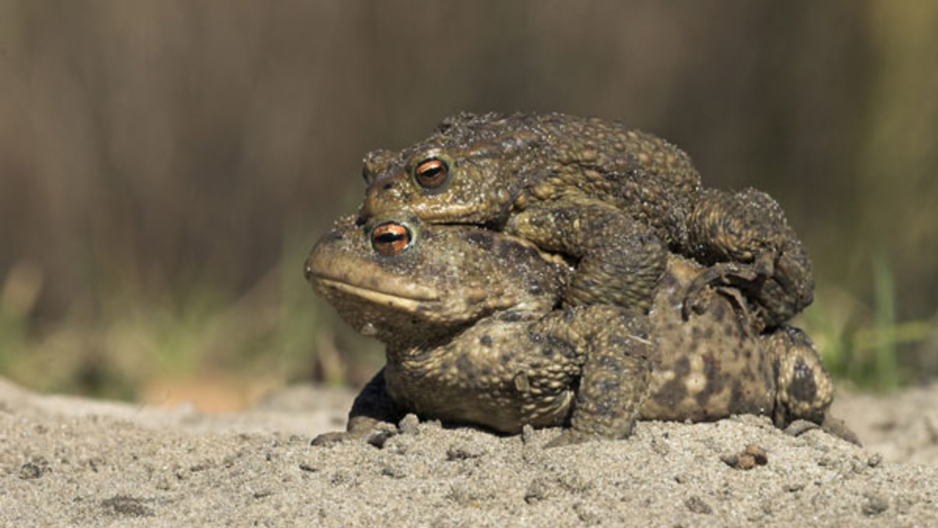 Padden_foto-Jelger_Herder.jpg