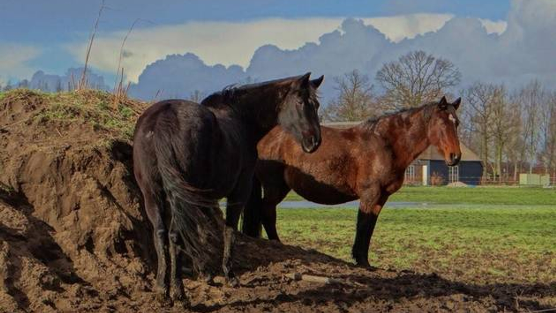 paarden_17.jpg
