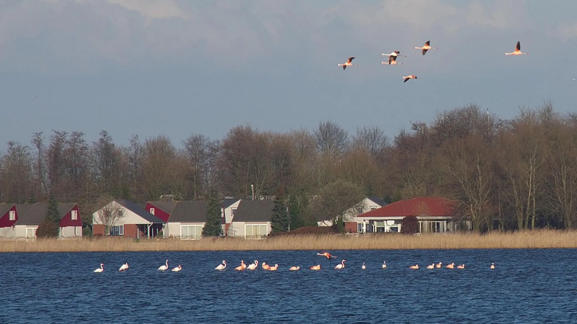 veluwemeer.jpg