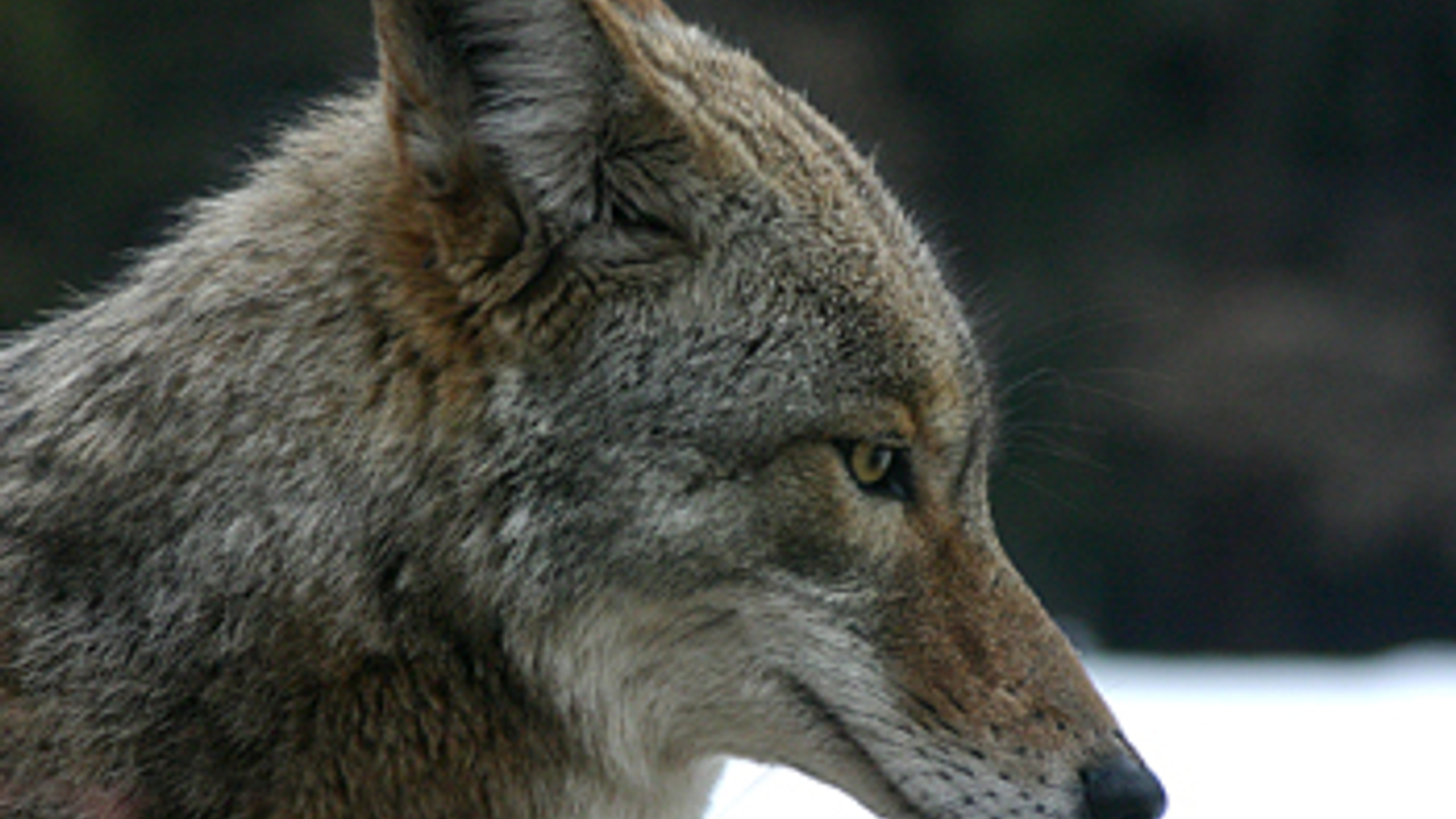 coyote-350x-230.jpg