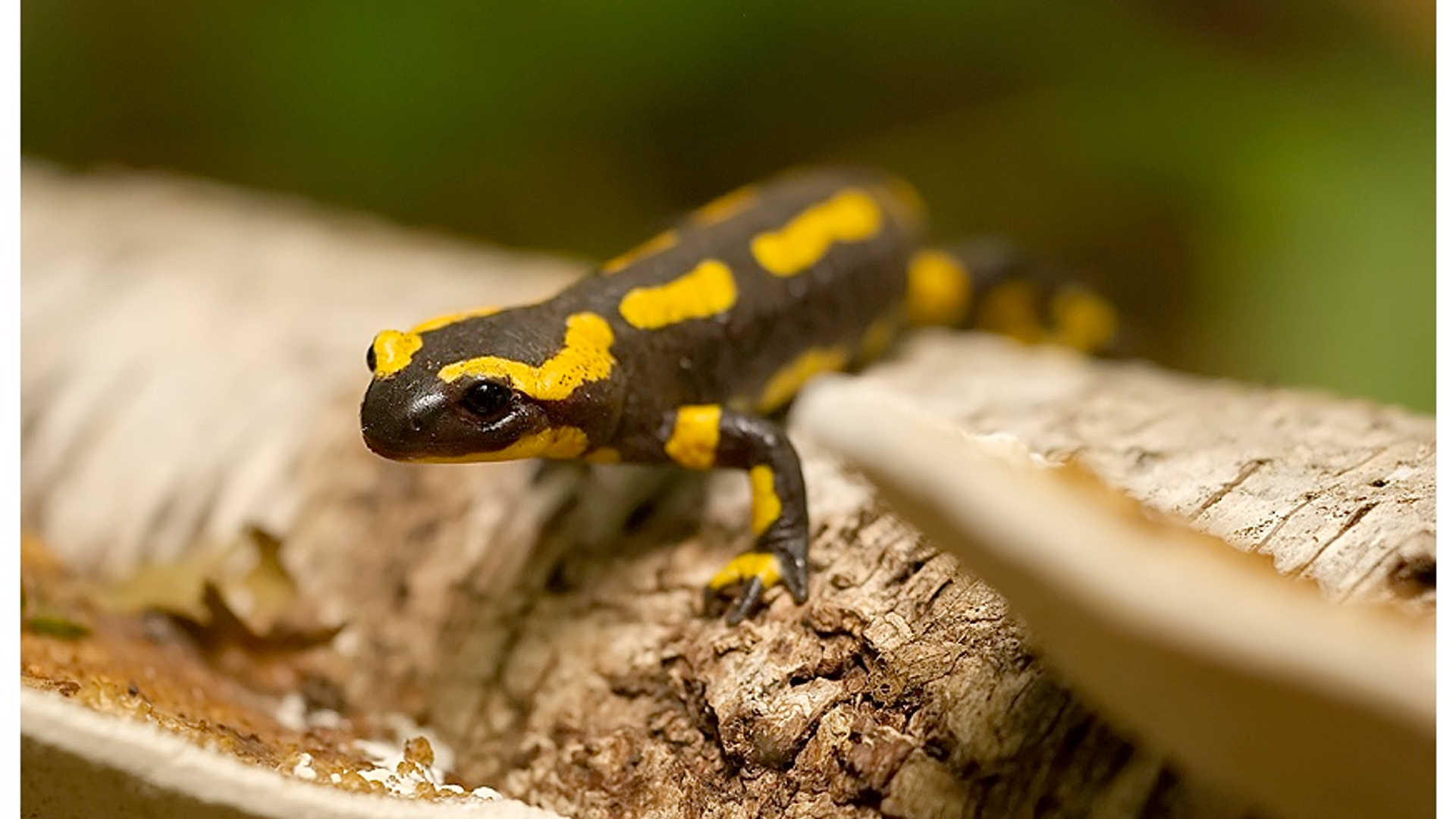 vuursalamander_02.jpg