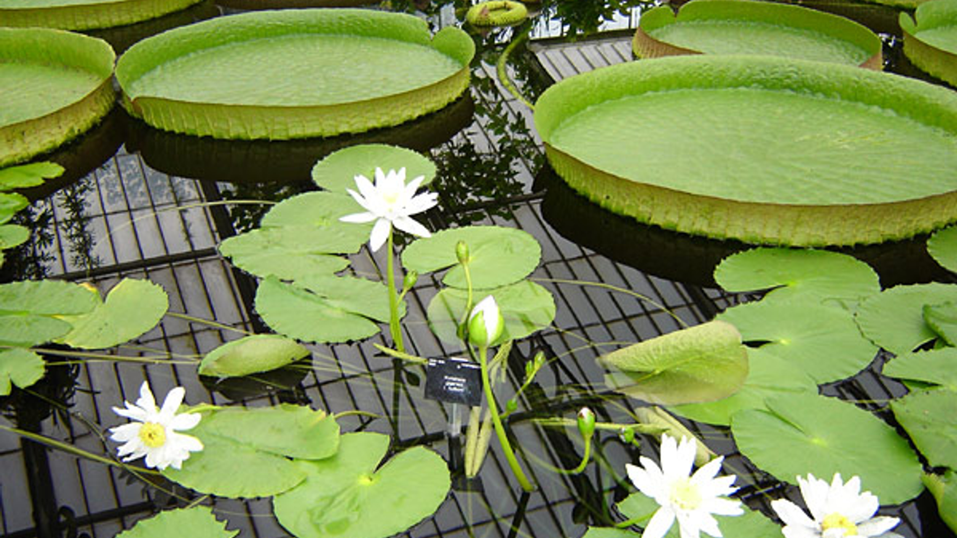 Victoria-amazonica.jpg