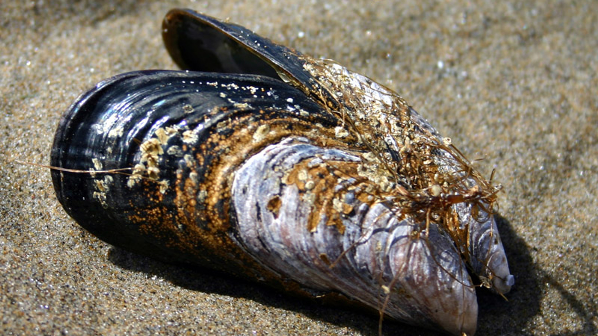 mossel.jpg
