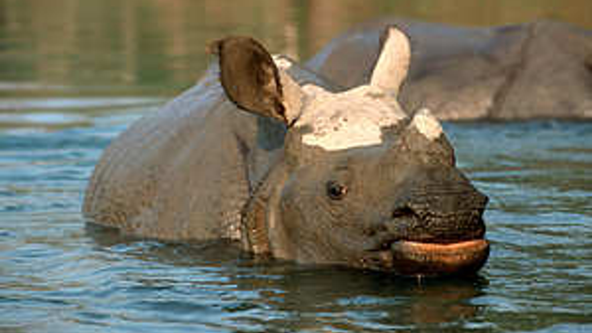 neushoorn_15.jpg