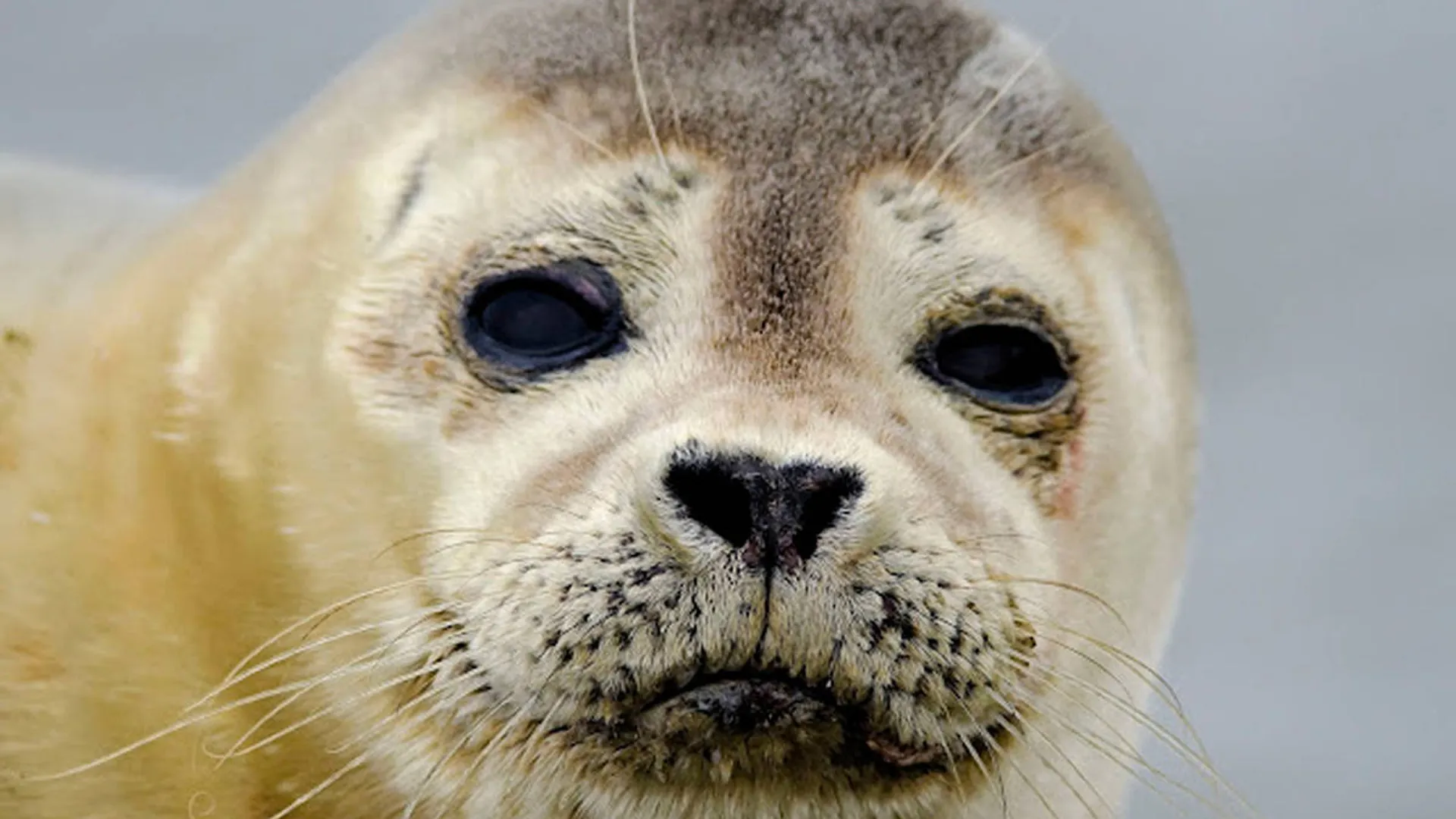zeehond_62.jpg