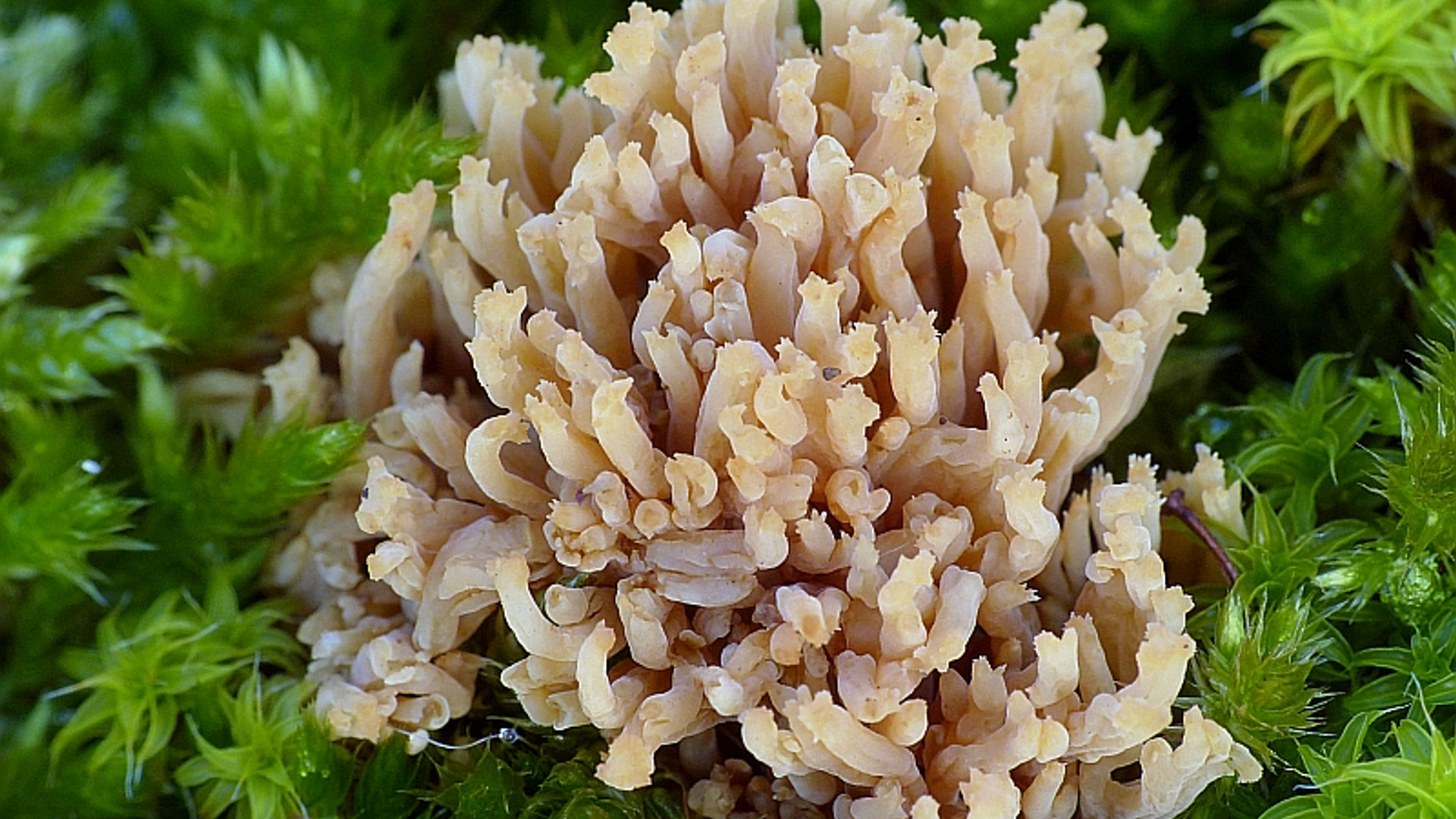 042_Ramaria_roellinii.jpg