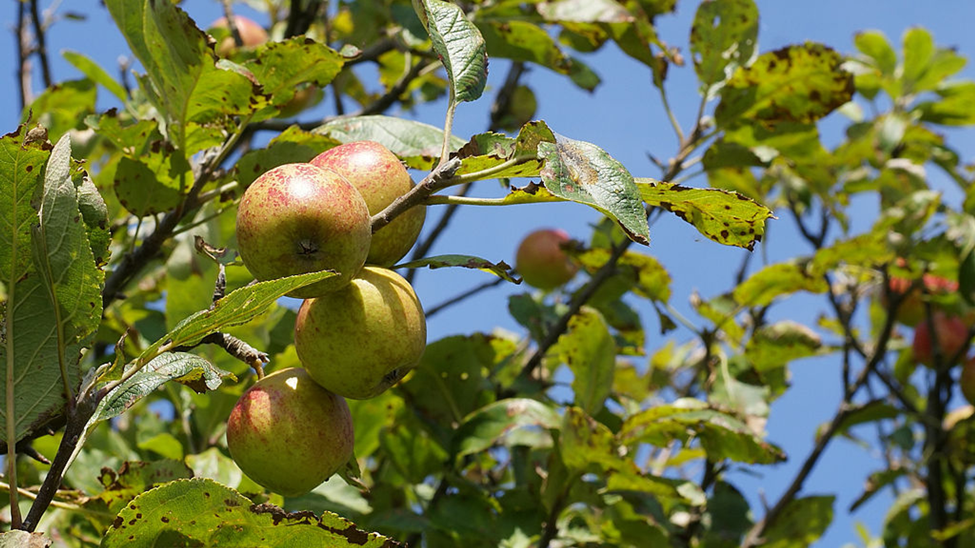 Malus_sylvestris_fruit__Vosseslag.jpg
