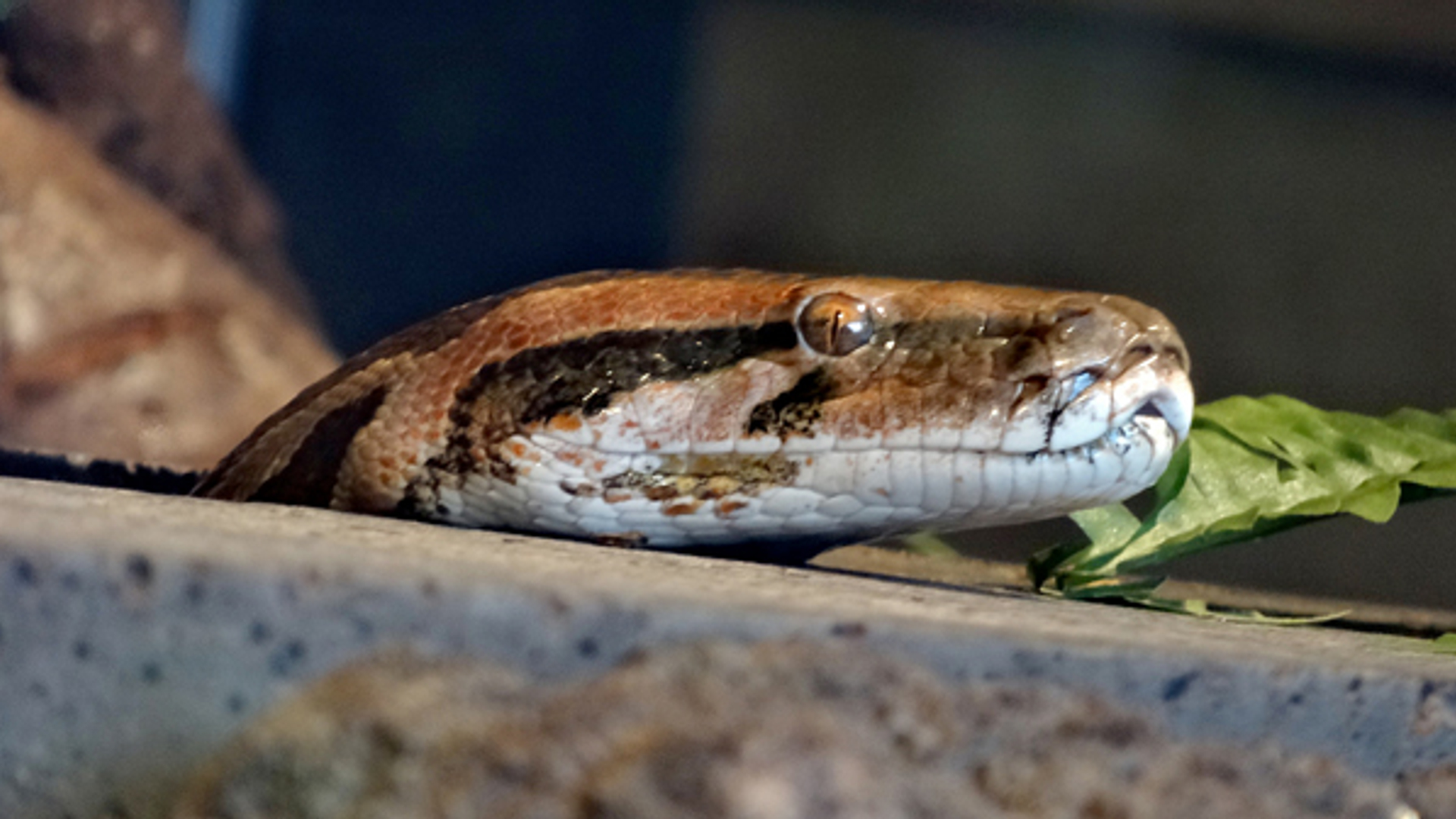 python_daksaya.jpg
