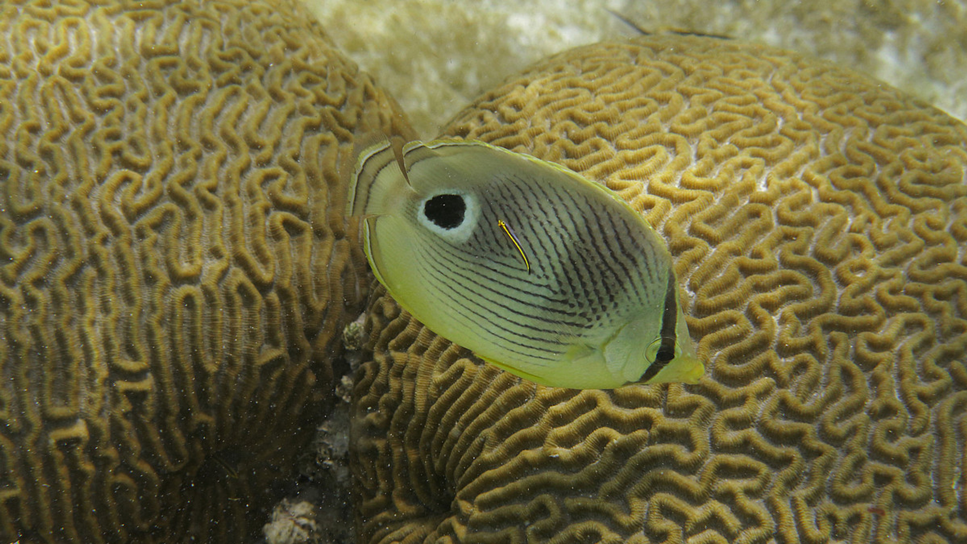 Koraal Bonaire - Fotograaf heuvelyoup