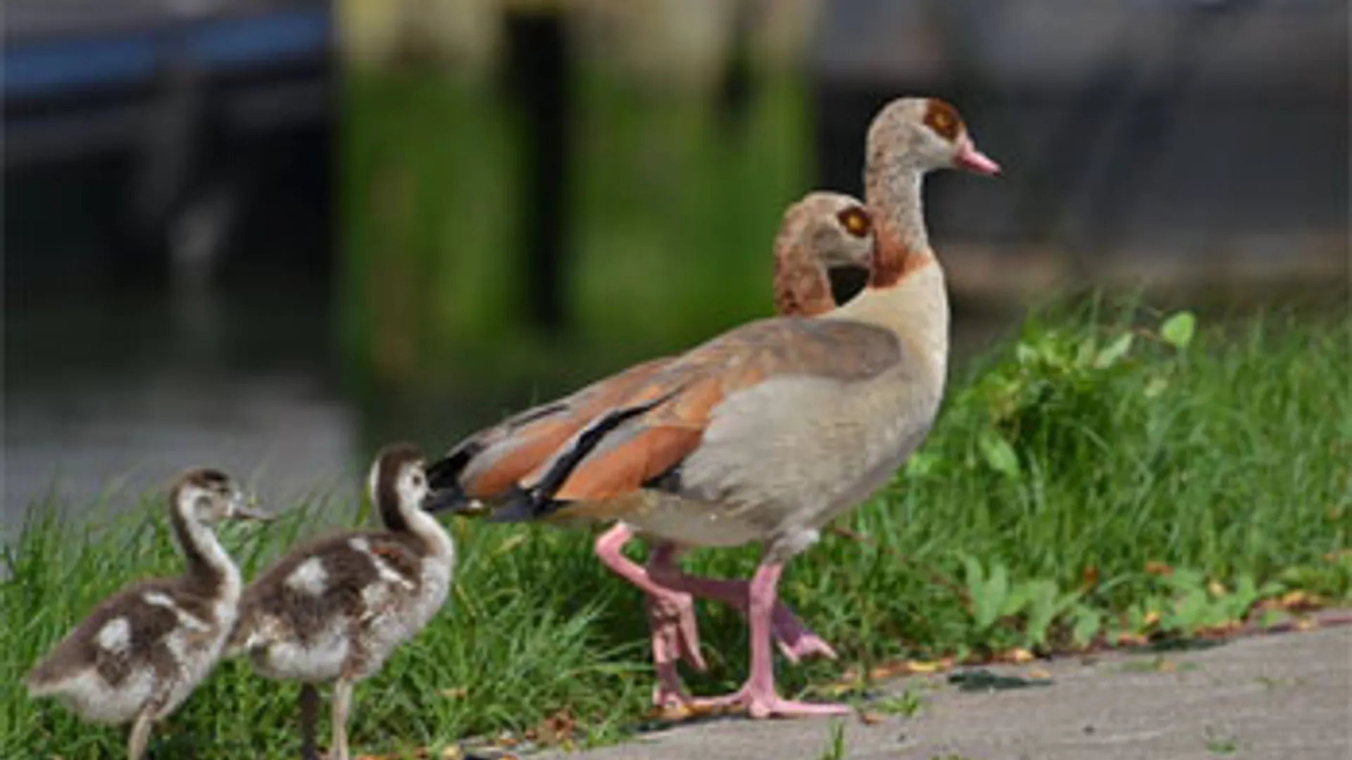 Gans.jpg