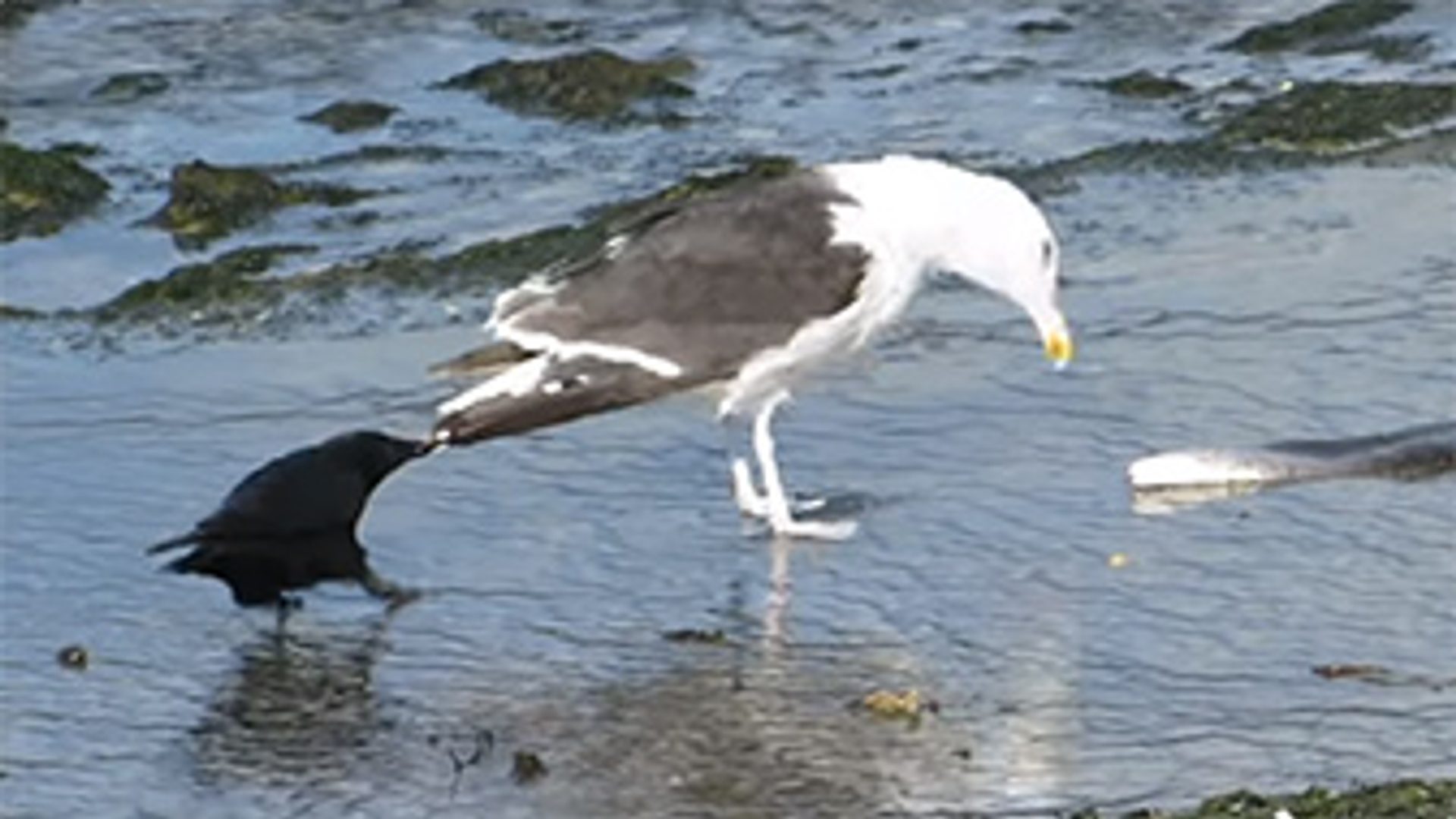 meeuw kraai zelf geschoten