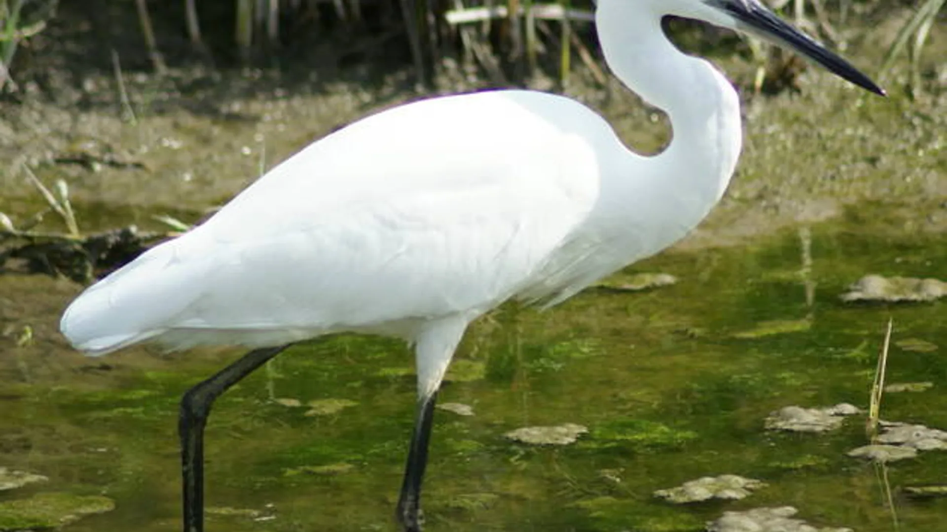 zilverreiger.jpg