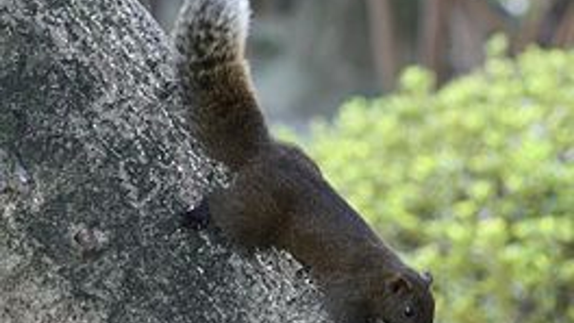 264px-A_Sciuridae_in_Taipei_2.jpg