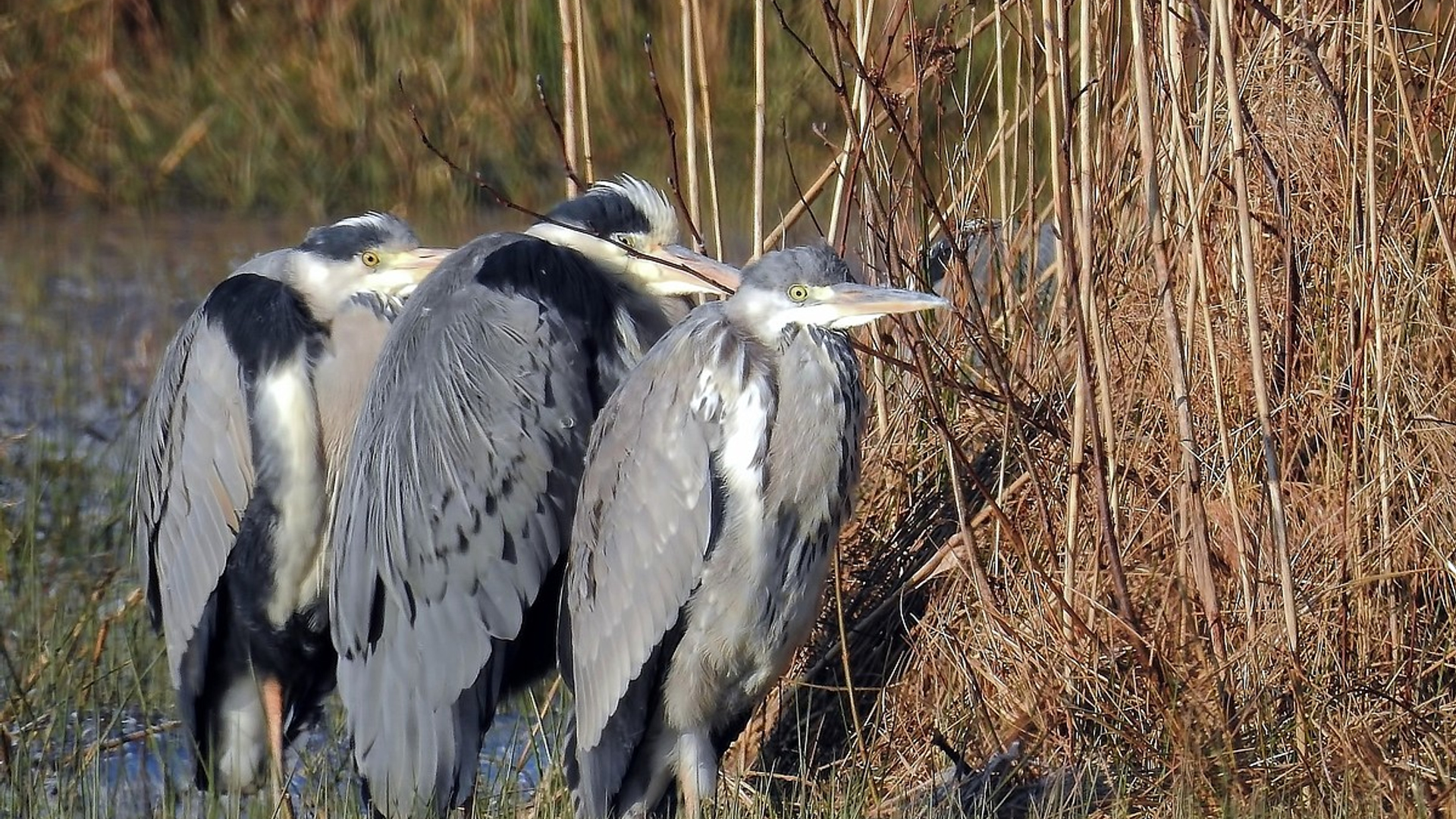 Reigers op een rijtje