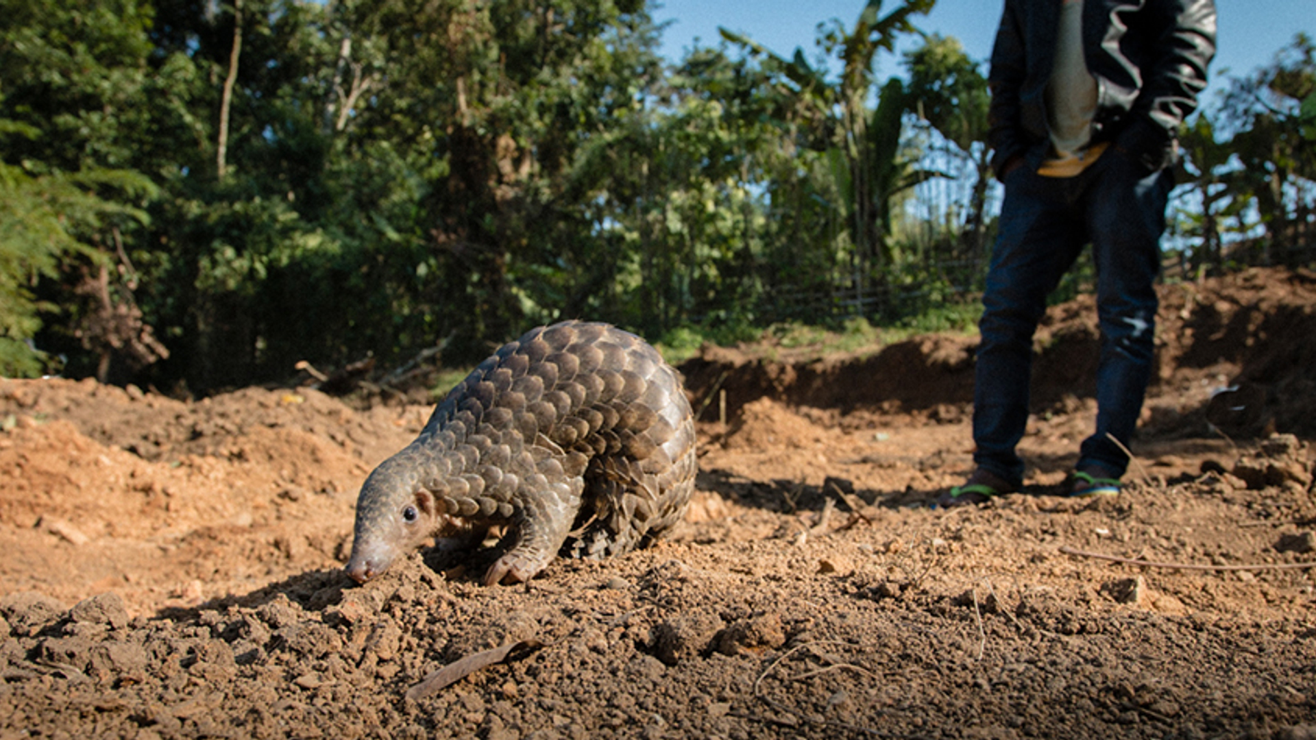 pangolin