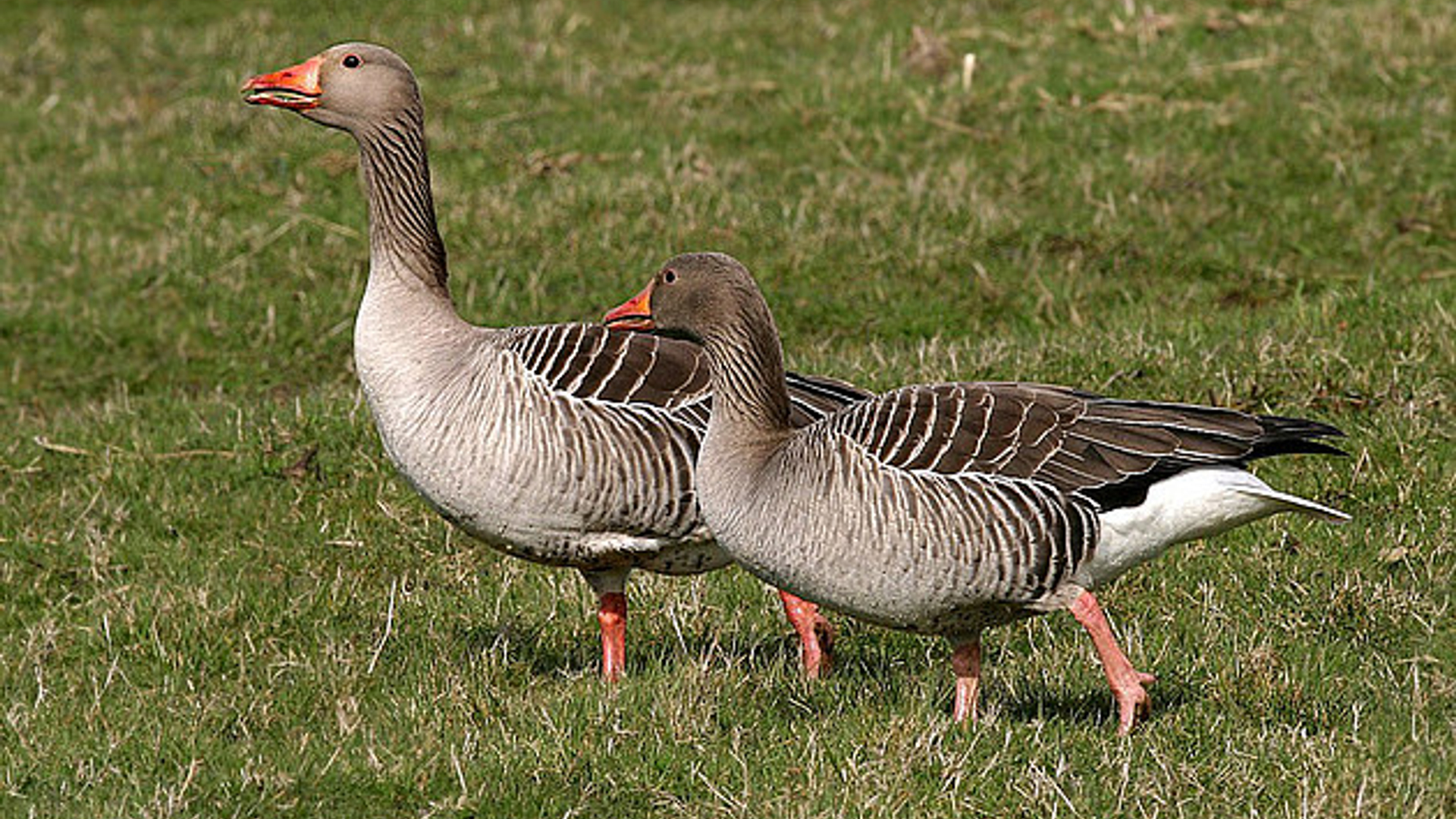 gans_TheoTerwiel.jpg