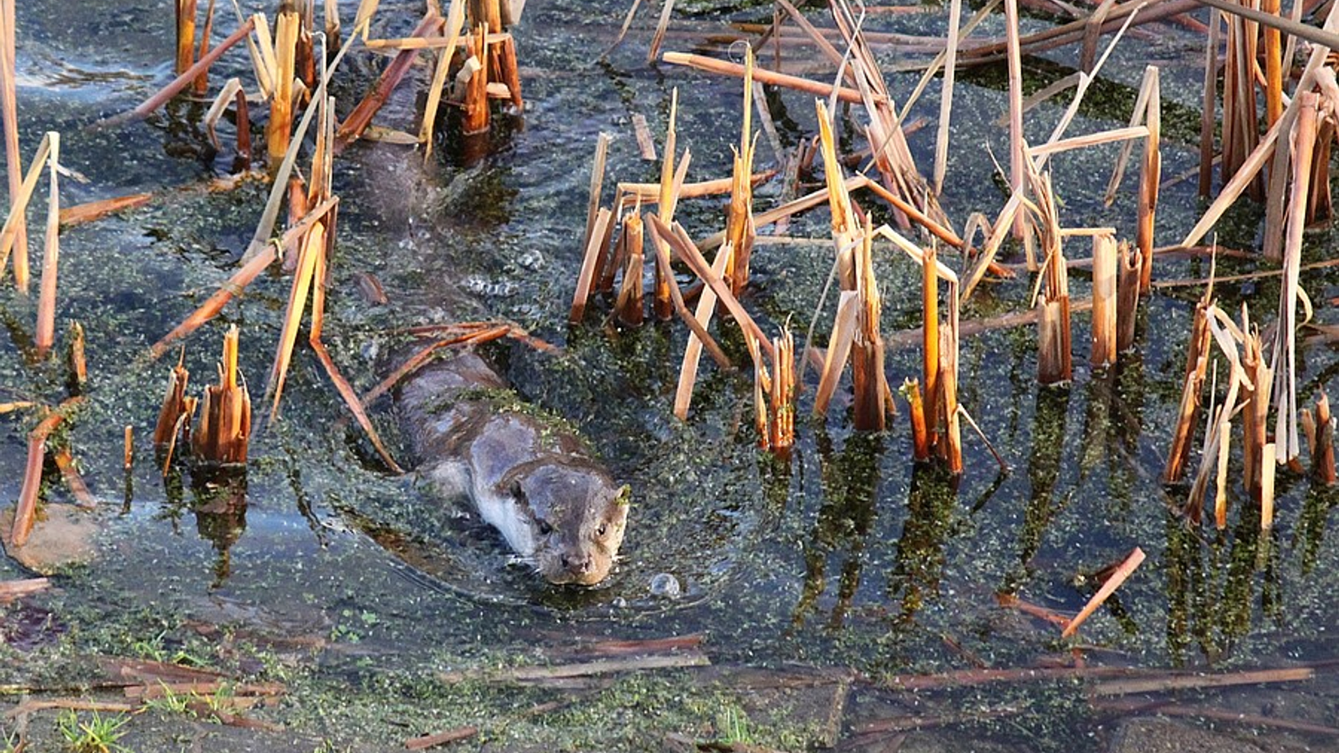 otter2.jpg