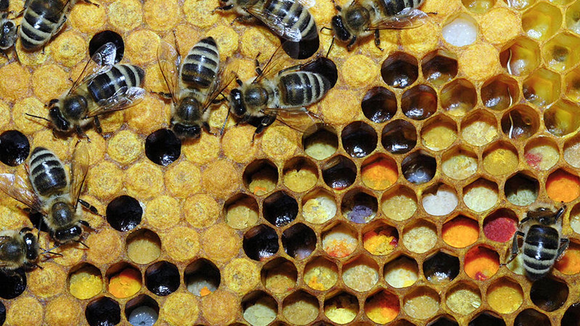 800px-Pollen_in_Wabe_31b.jpg