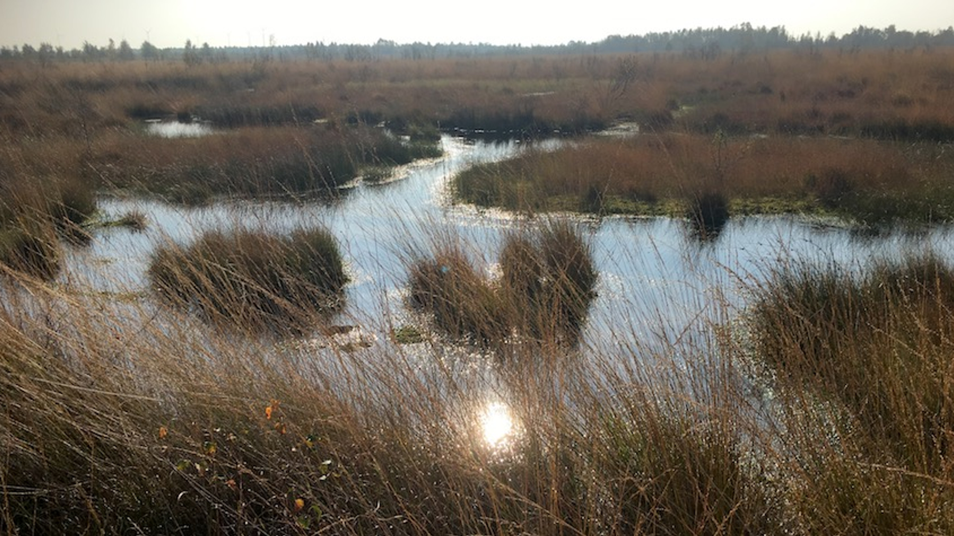 Bargerveen