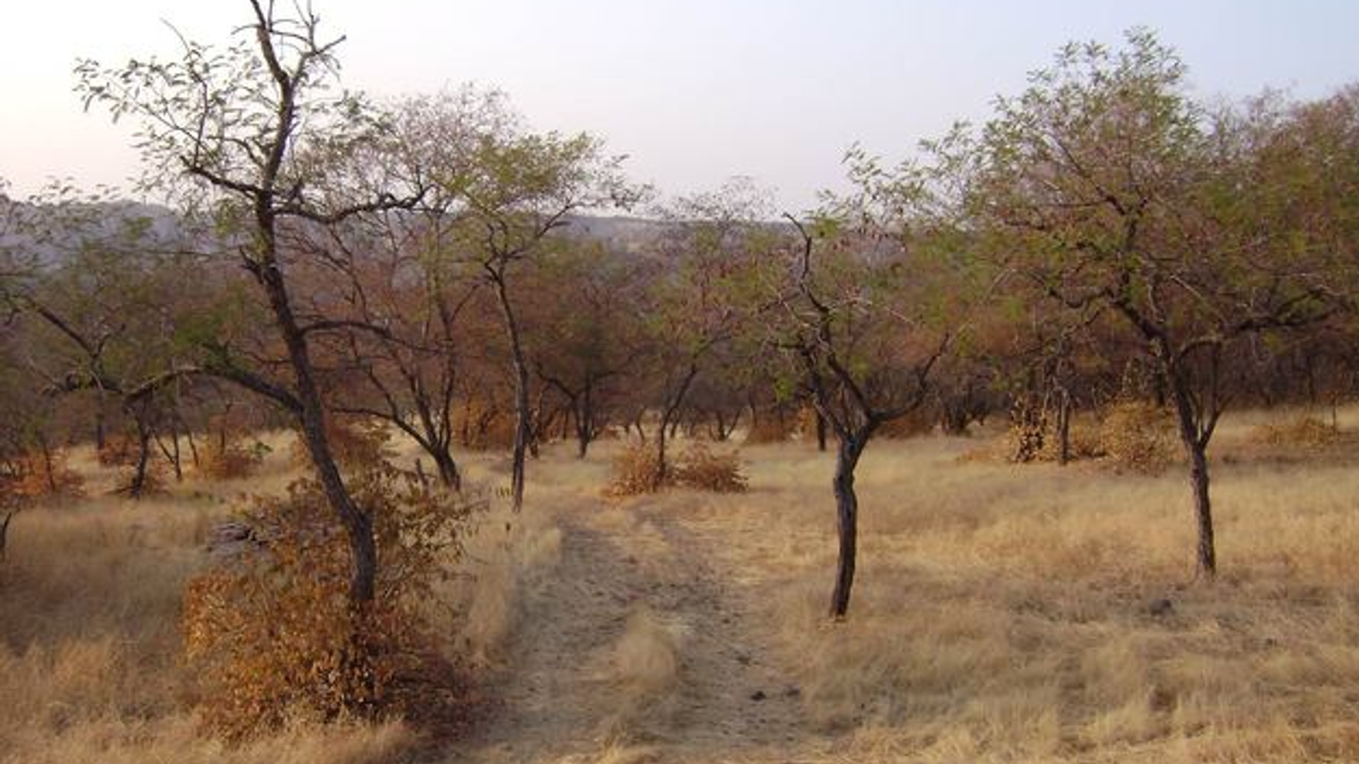 ranthambore-forest-in-rajasthan-1578114.jpg