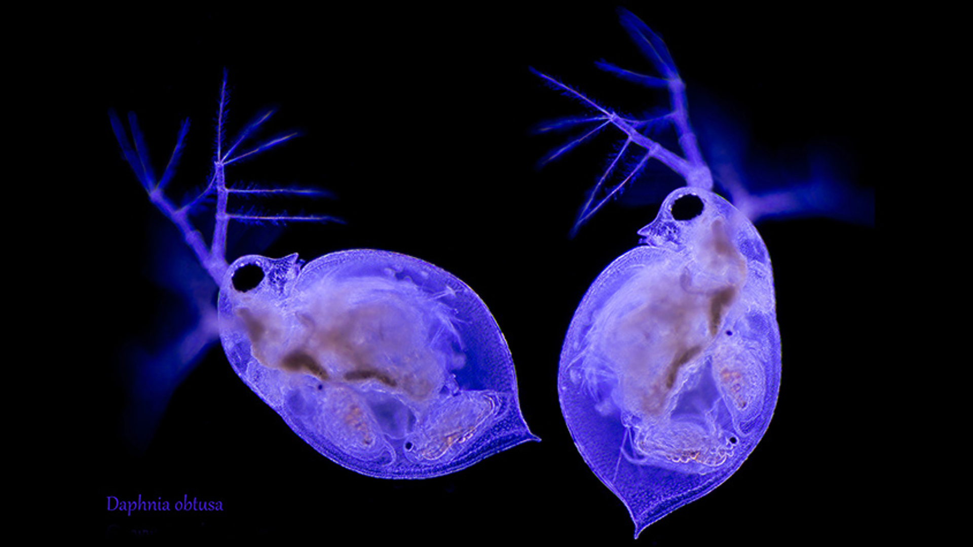 Watervlo Daphnia obtusa