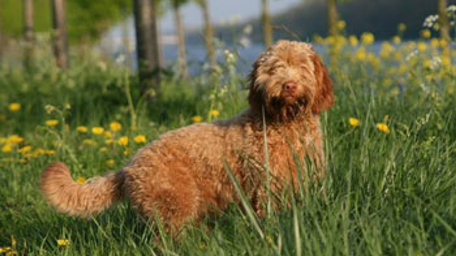 hond_19.jpg