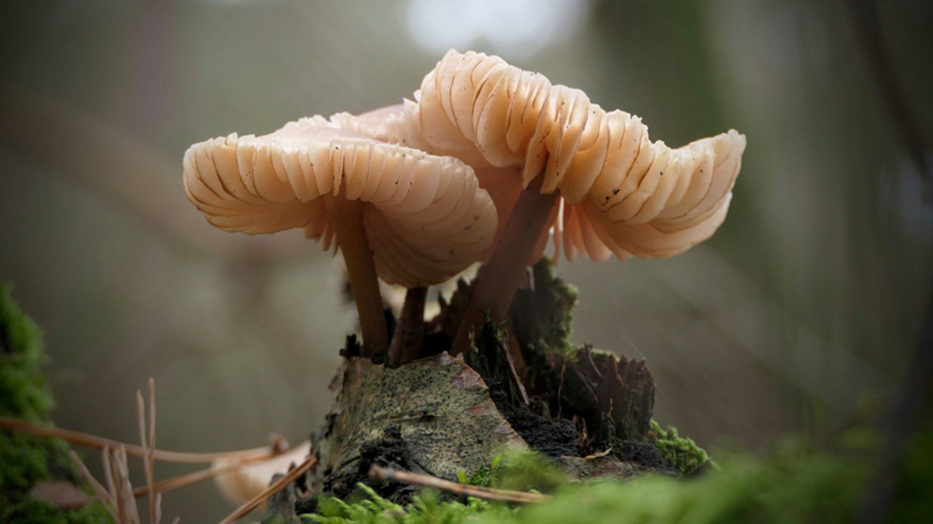 Mycena Galericulata