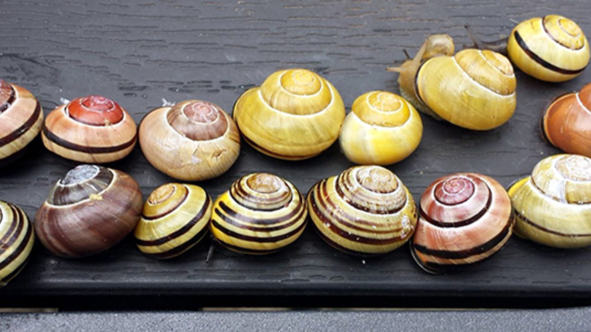 veelslakken_naturalis