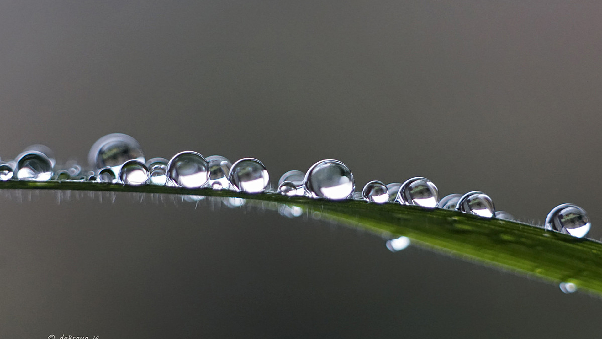 regen daksaya