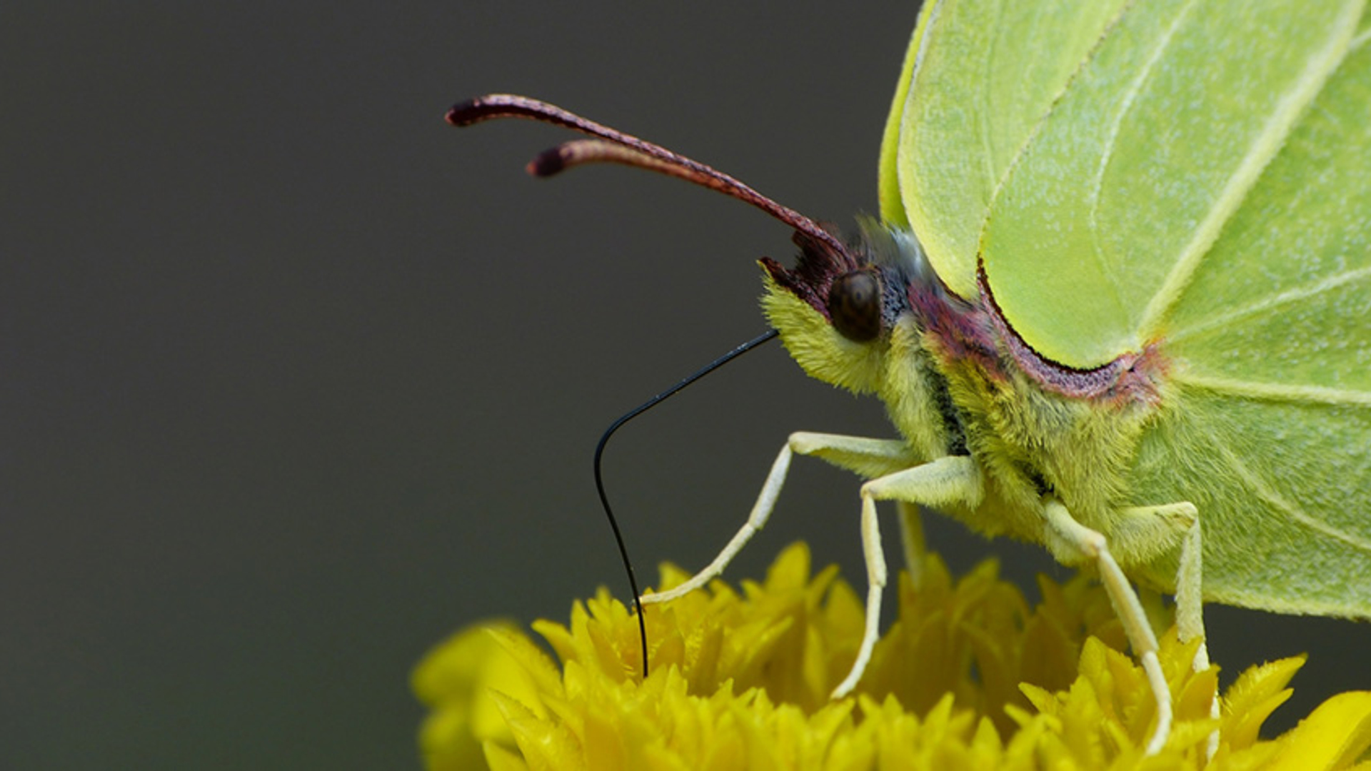 Citroenvlinder