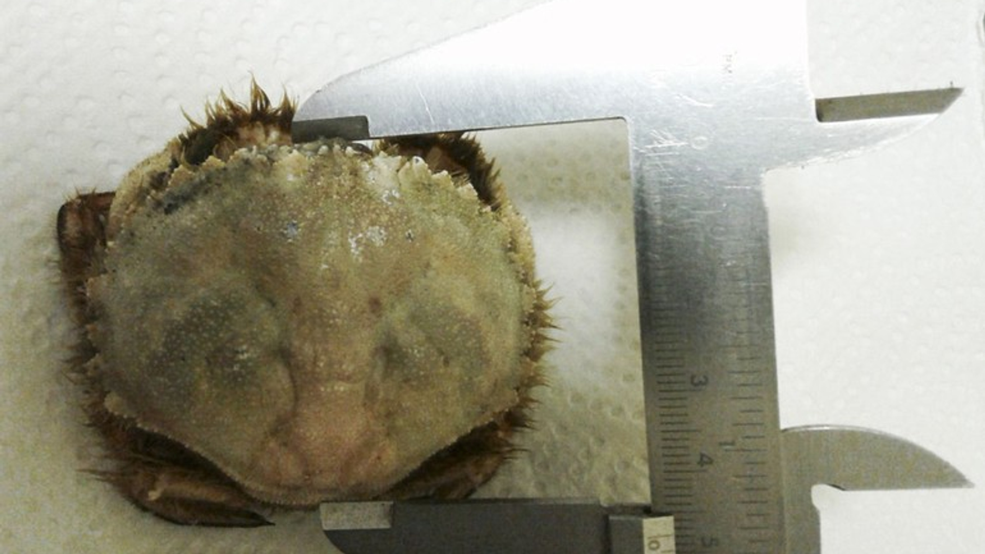Ovaalronde krab 2