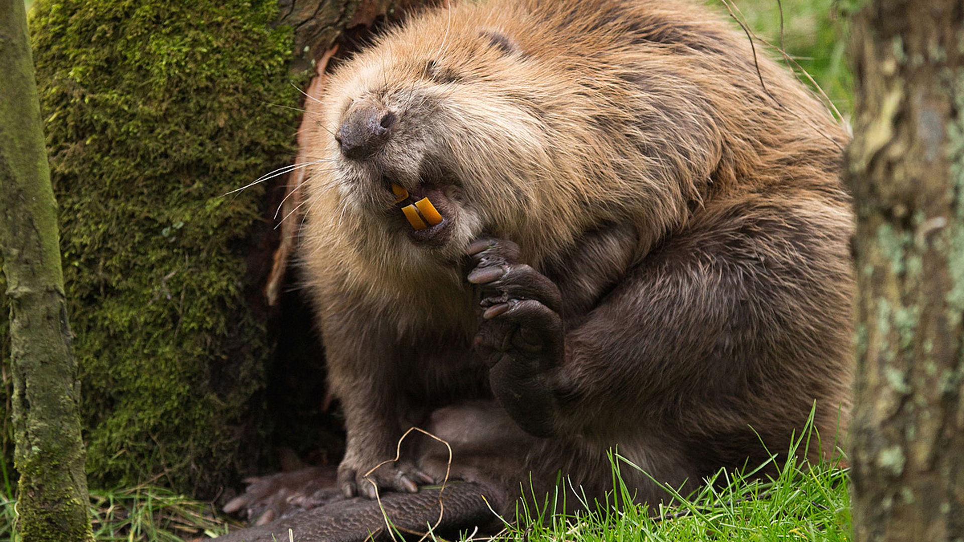 bever_kasteelheertje.jpg