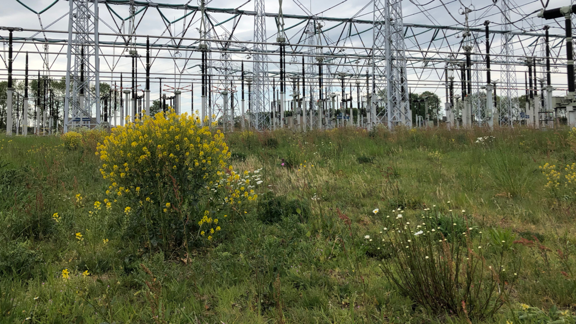 Insecten onder hoogspanning