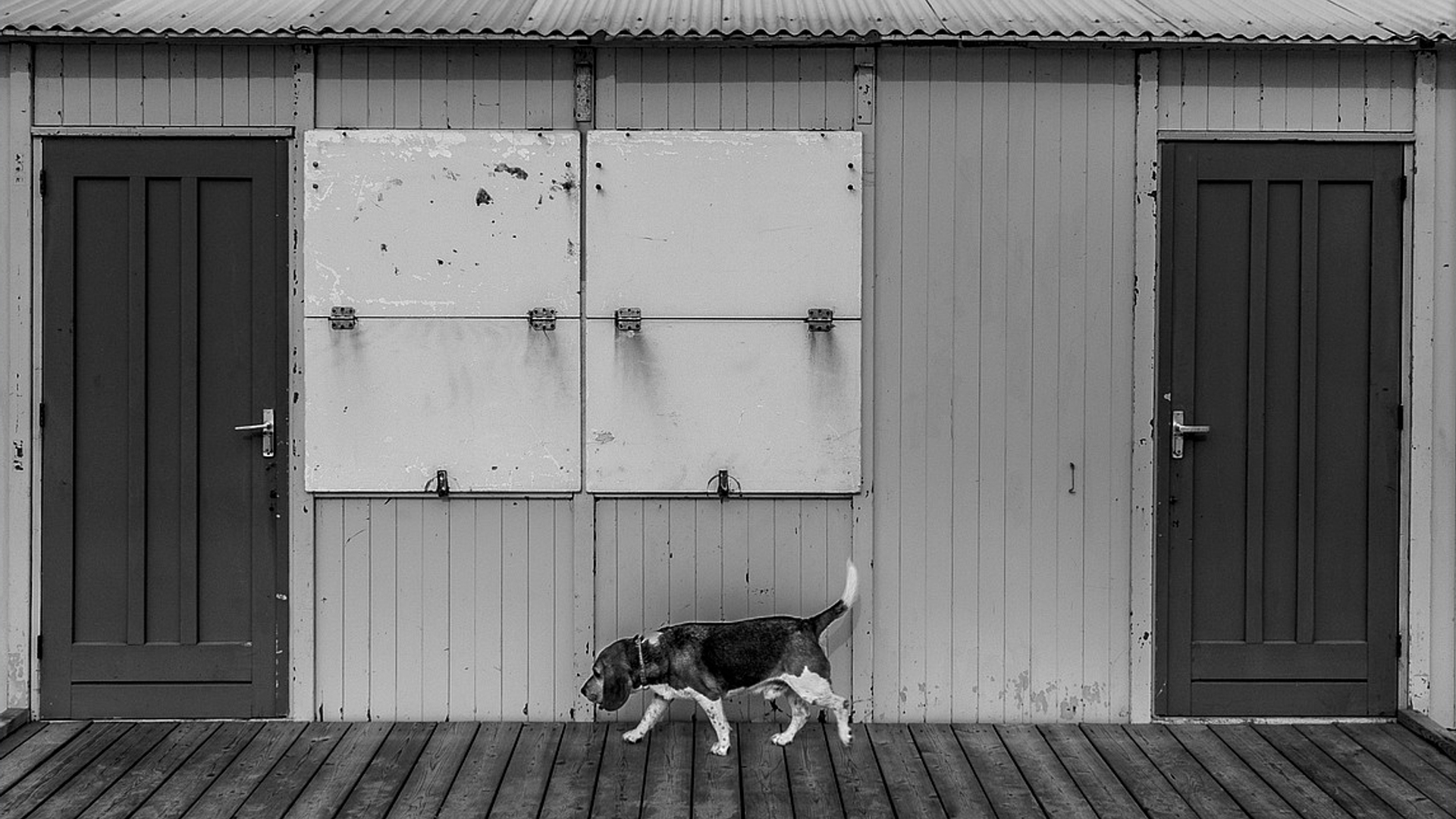 hond_56.jpg