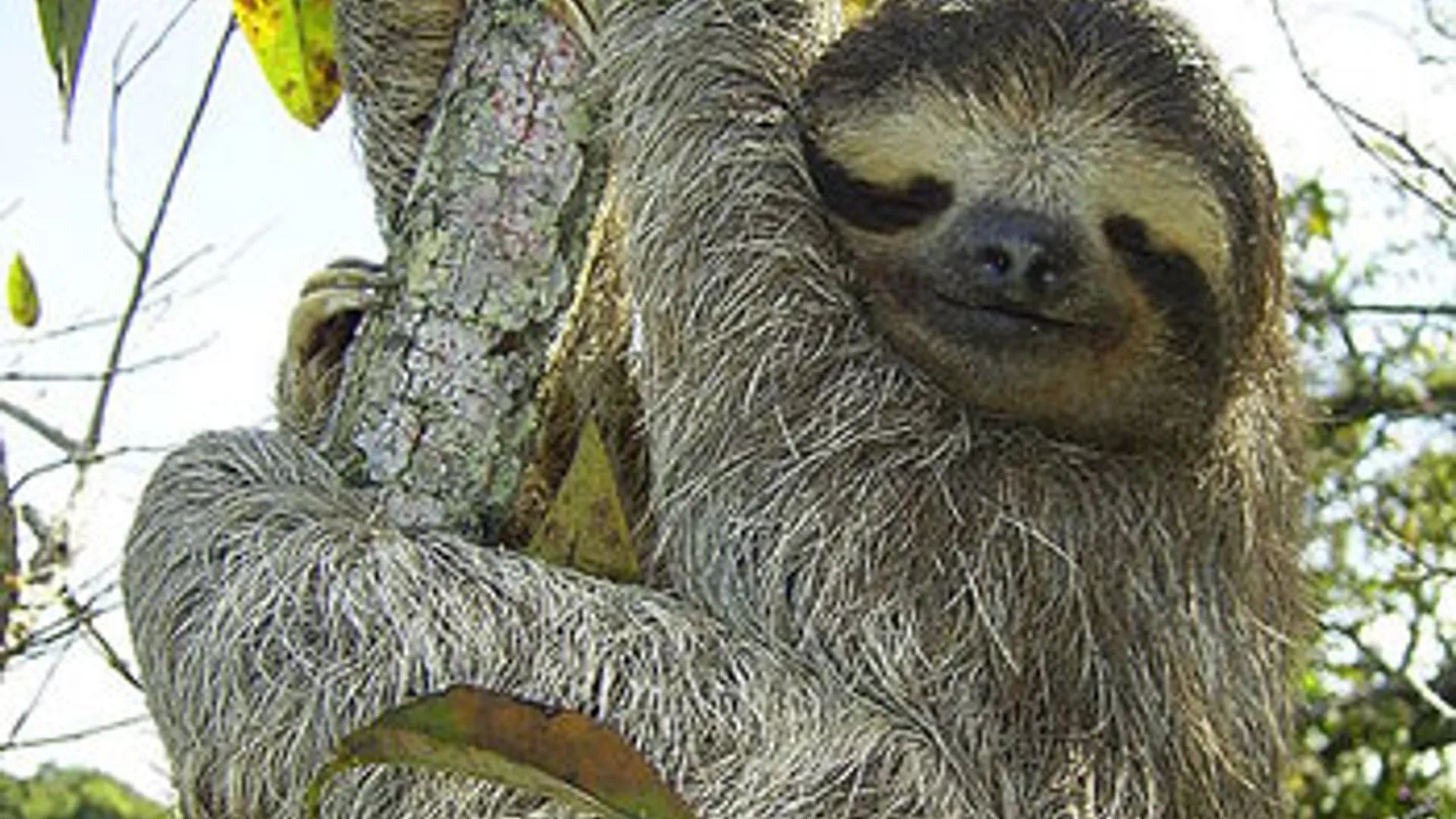 450px-Bradypus.jpg