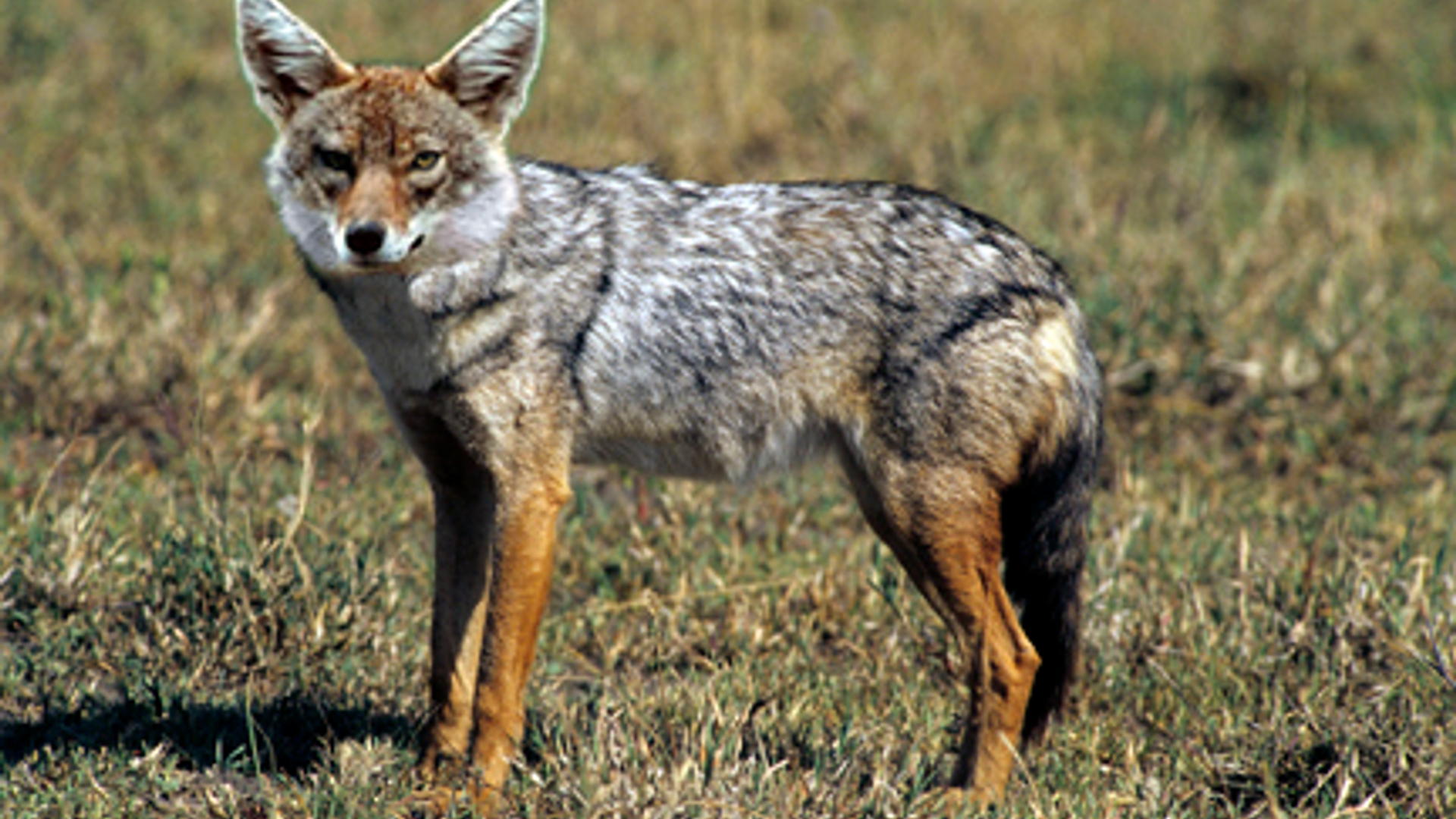 Golden_Jackal_sa02_01.jpg