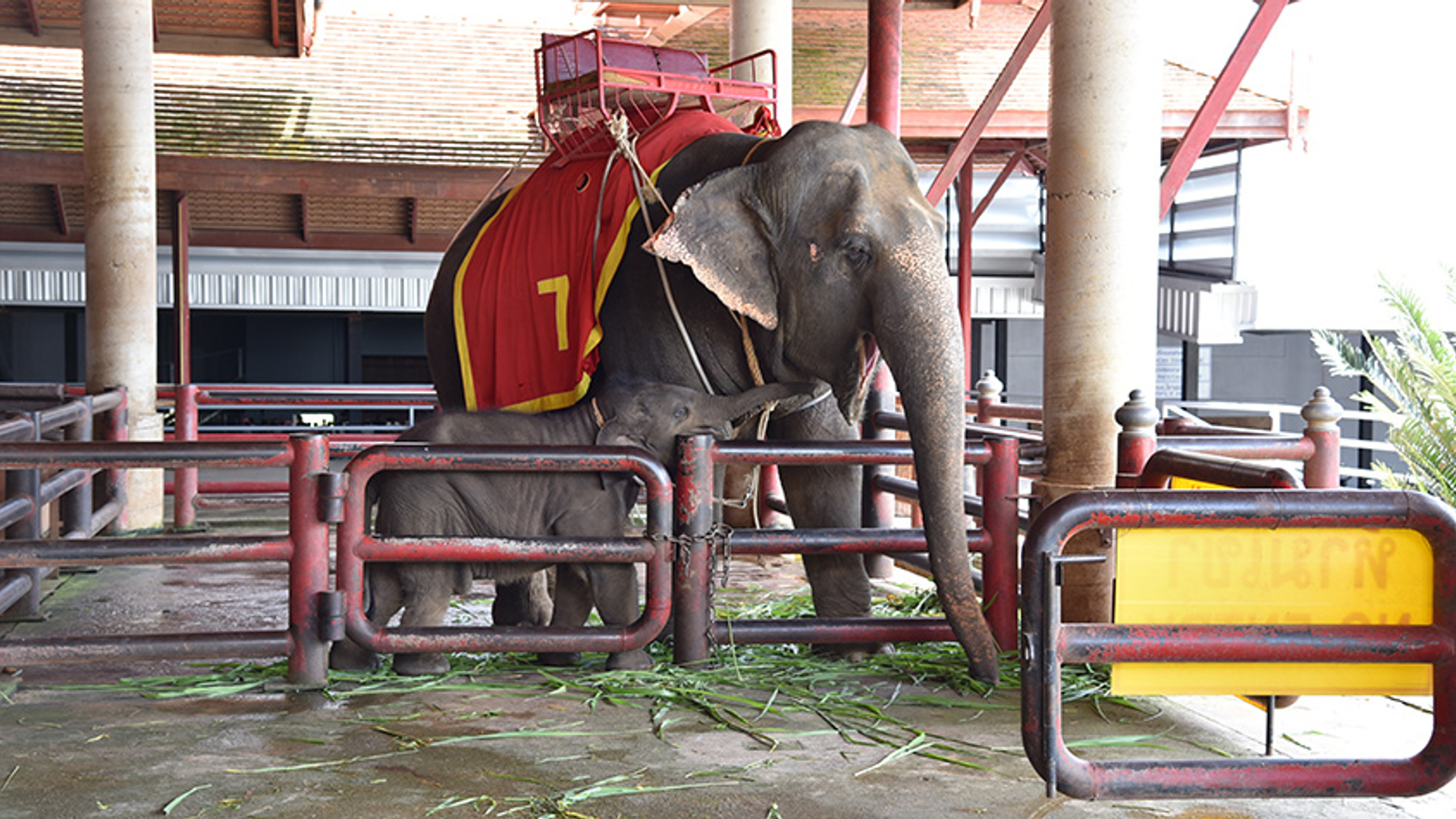 Olifant toerisme Azië