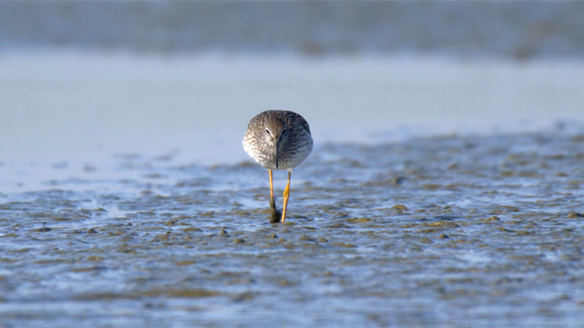 vogels_tiengemeten