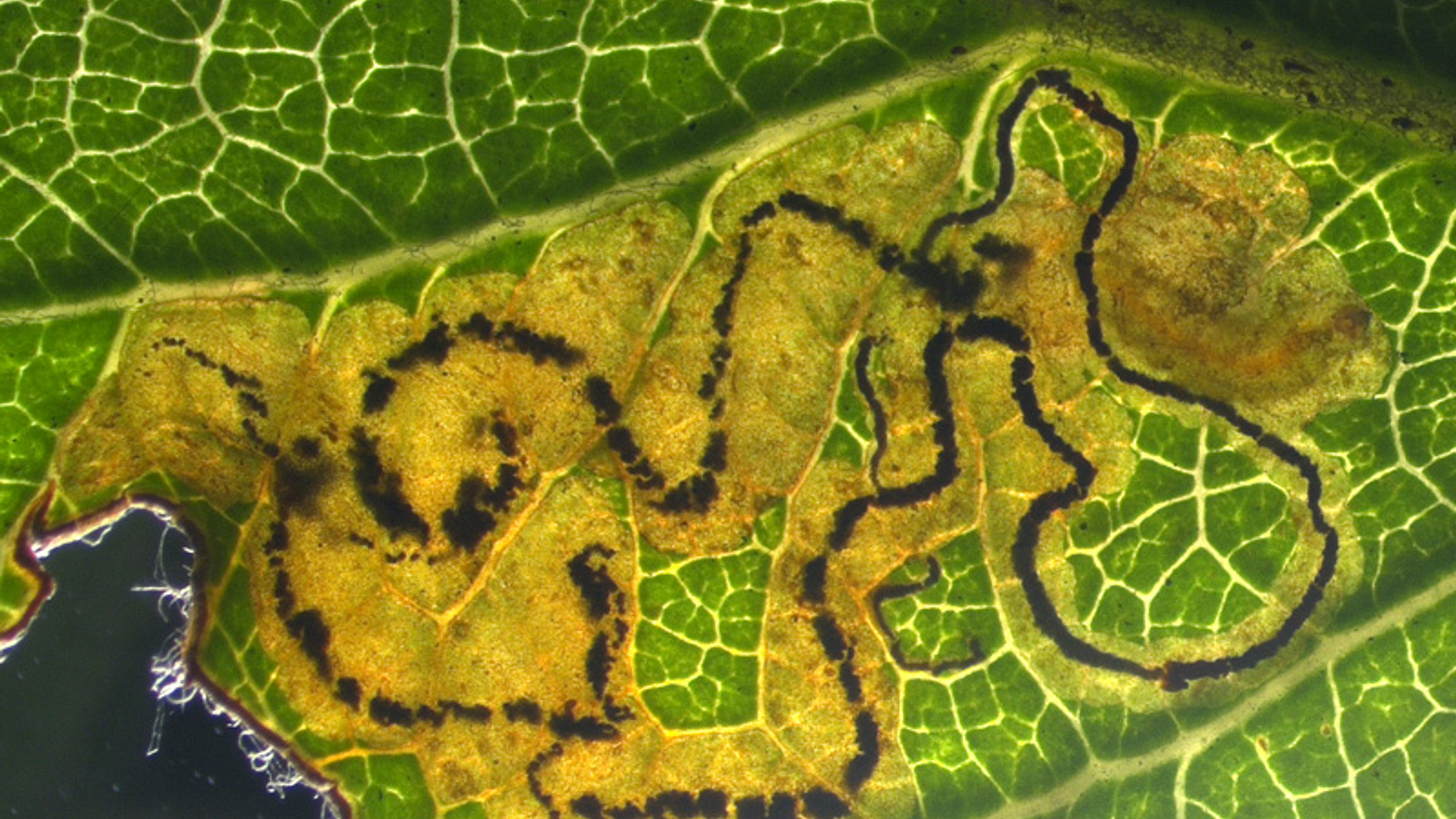 appelbladmineermot Stigmella malella op appel in Nederland CD11021_Stig_malella_2